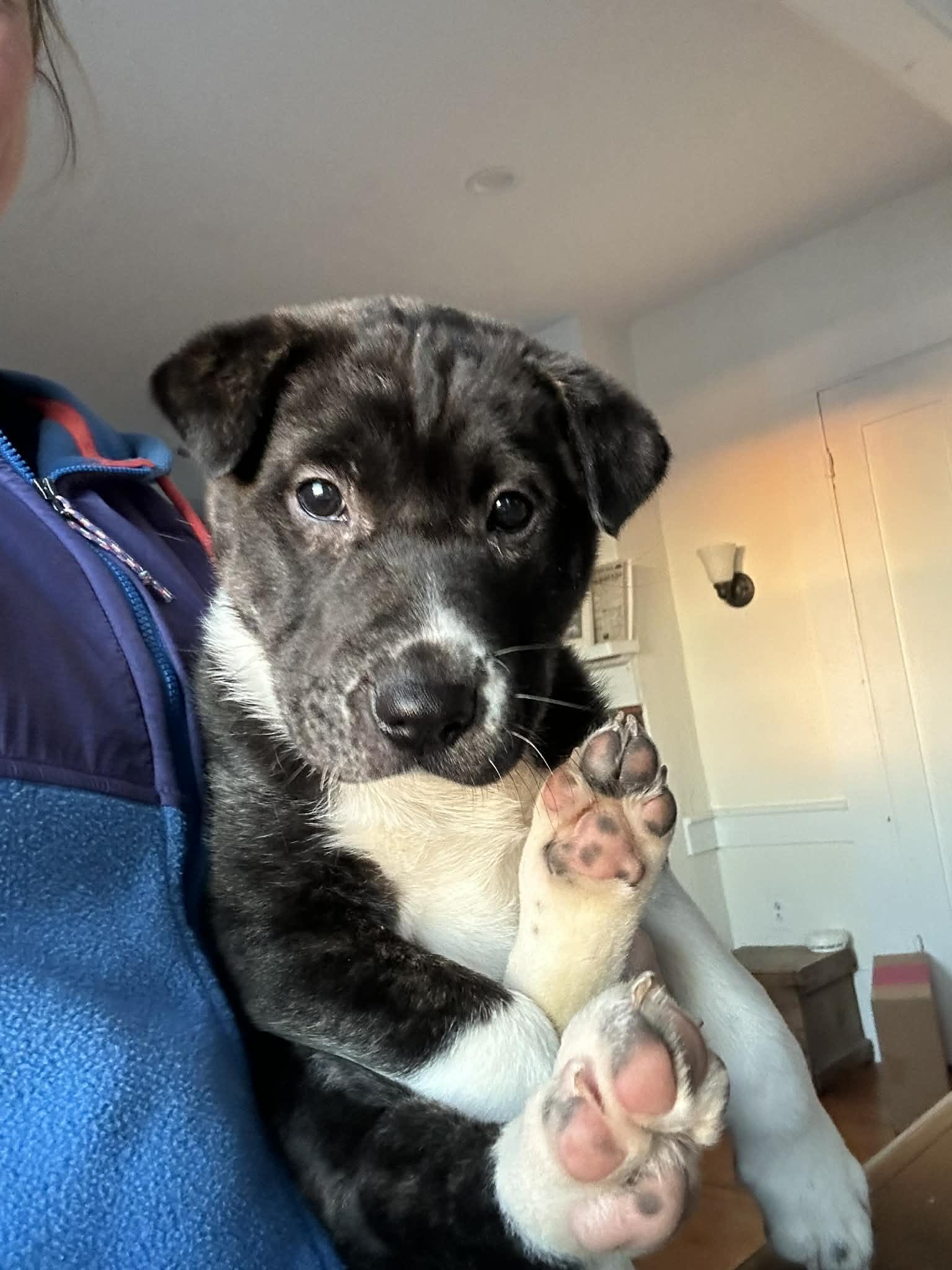 Enlarge Everest, a ADOPTABLE mixed breed in Brunswick, ME image 4/5