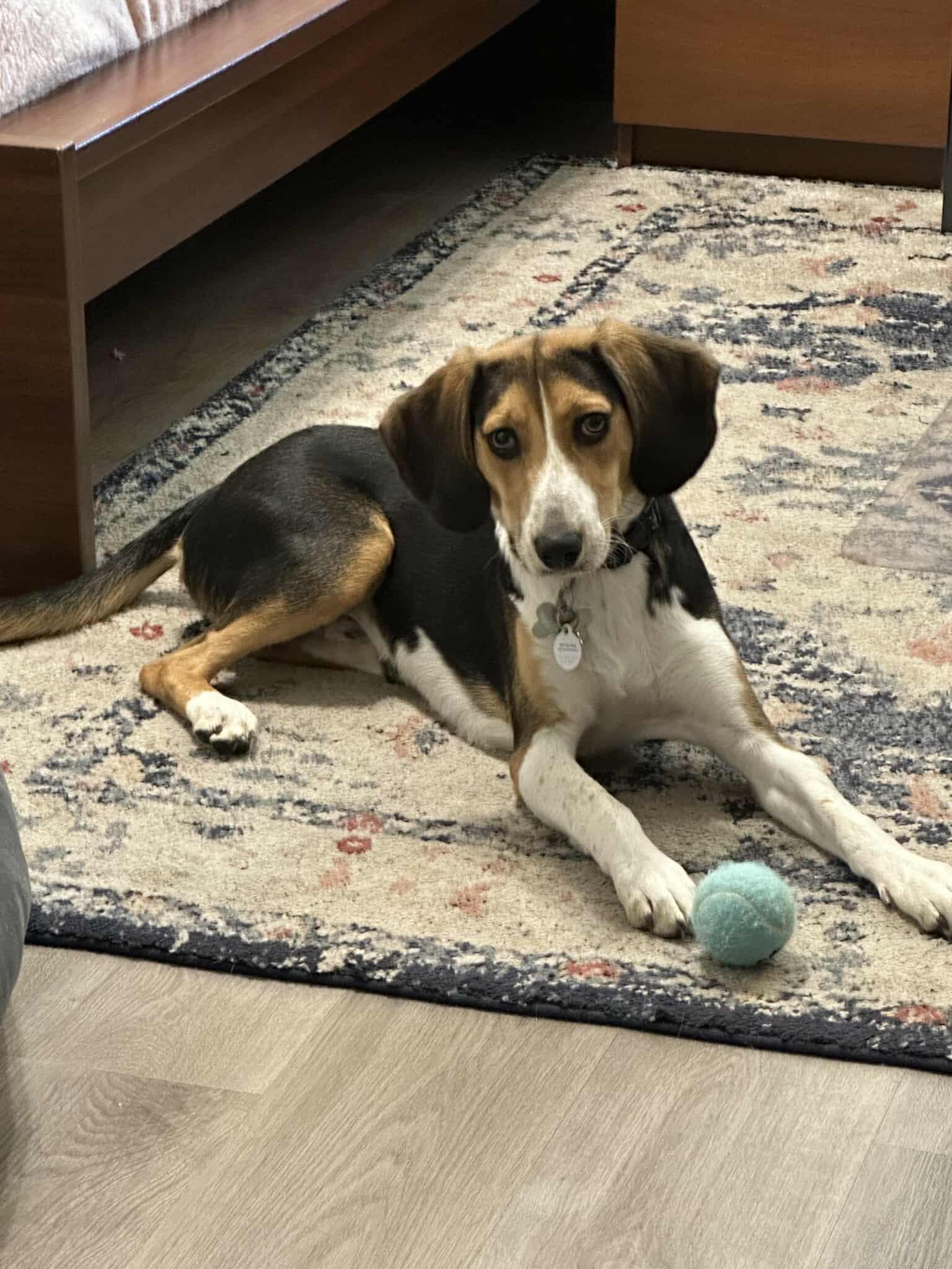 Spritz, Adopted, Puppy Male Foxhound & Beagle.
