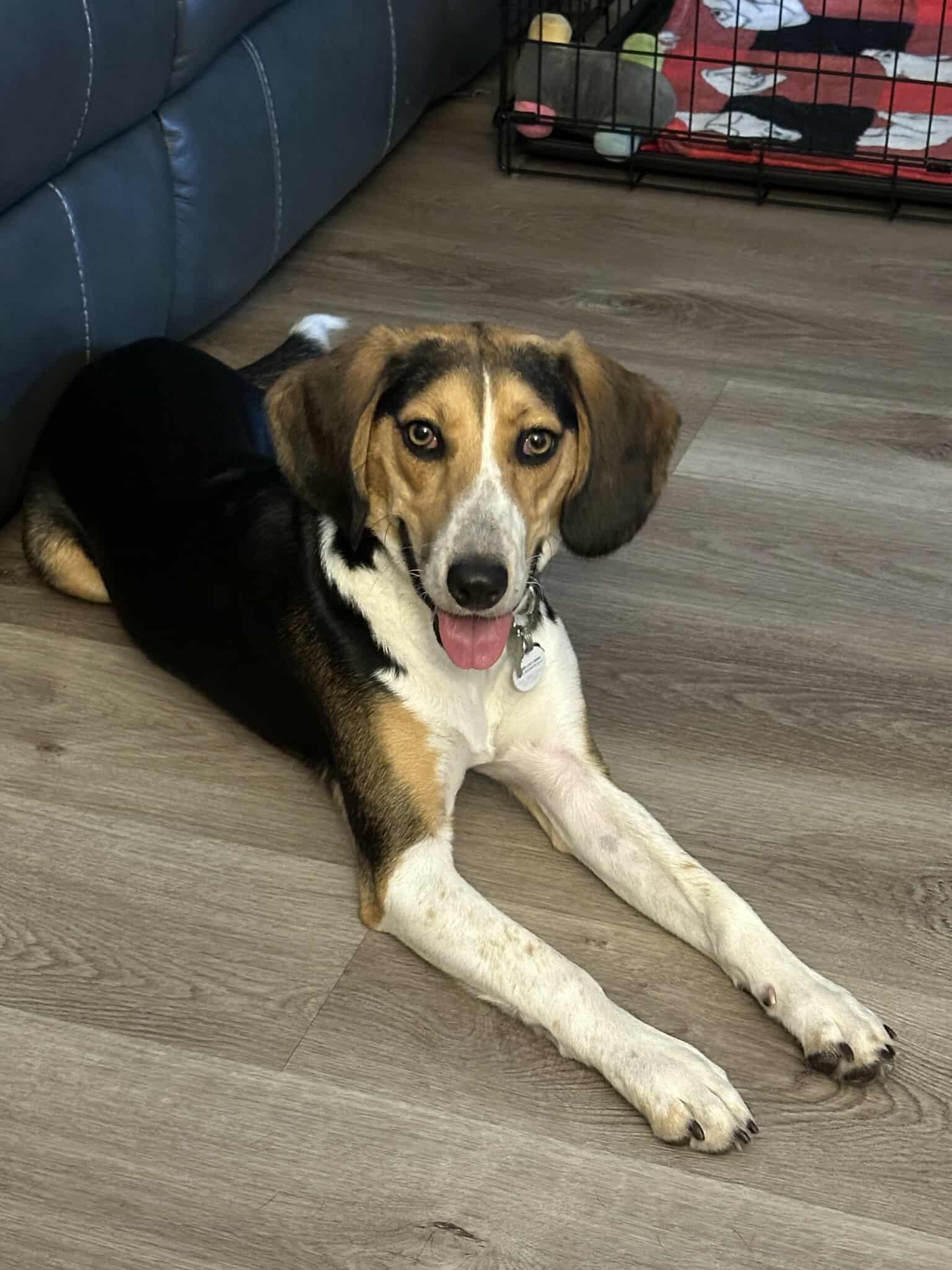 Spritz, a Adopted mixed breed in Glen St Mary, FL image 2/3