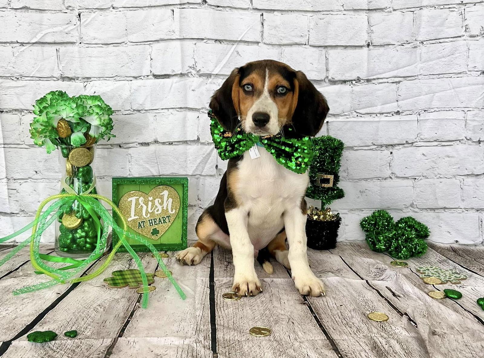 Spritz, a Adopted mixed breed in Glen St Mary, FL image 3/3