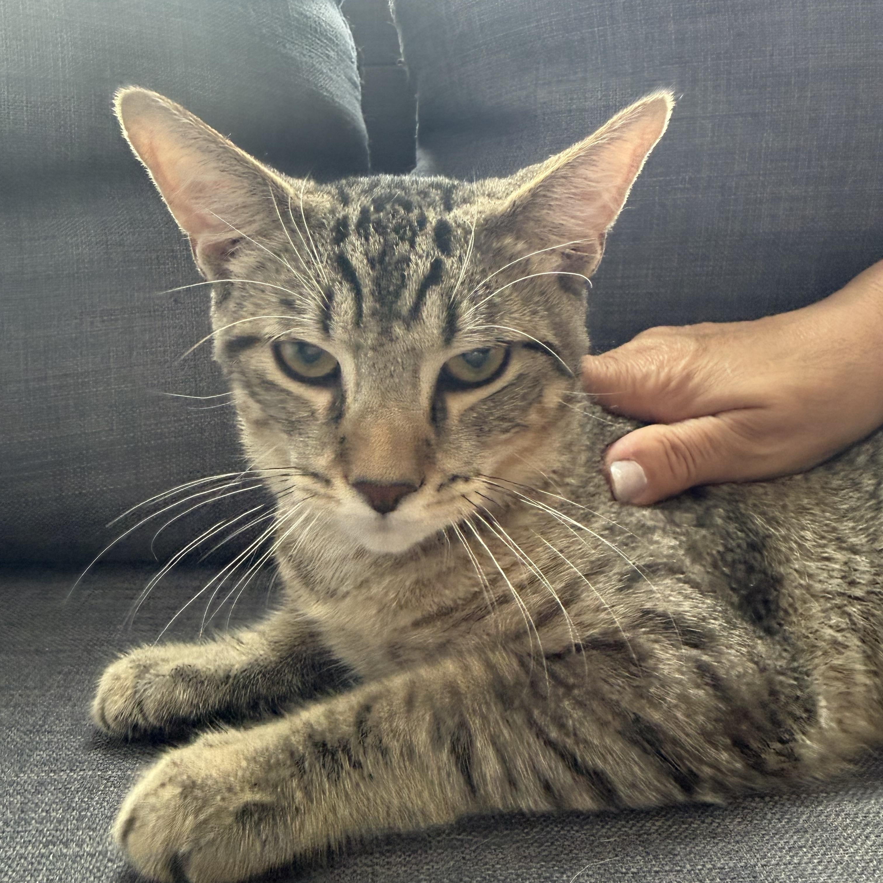 Enlarge Sydney, a Adopted Domestic Short Hair in Watchung, NJ image 1/4