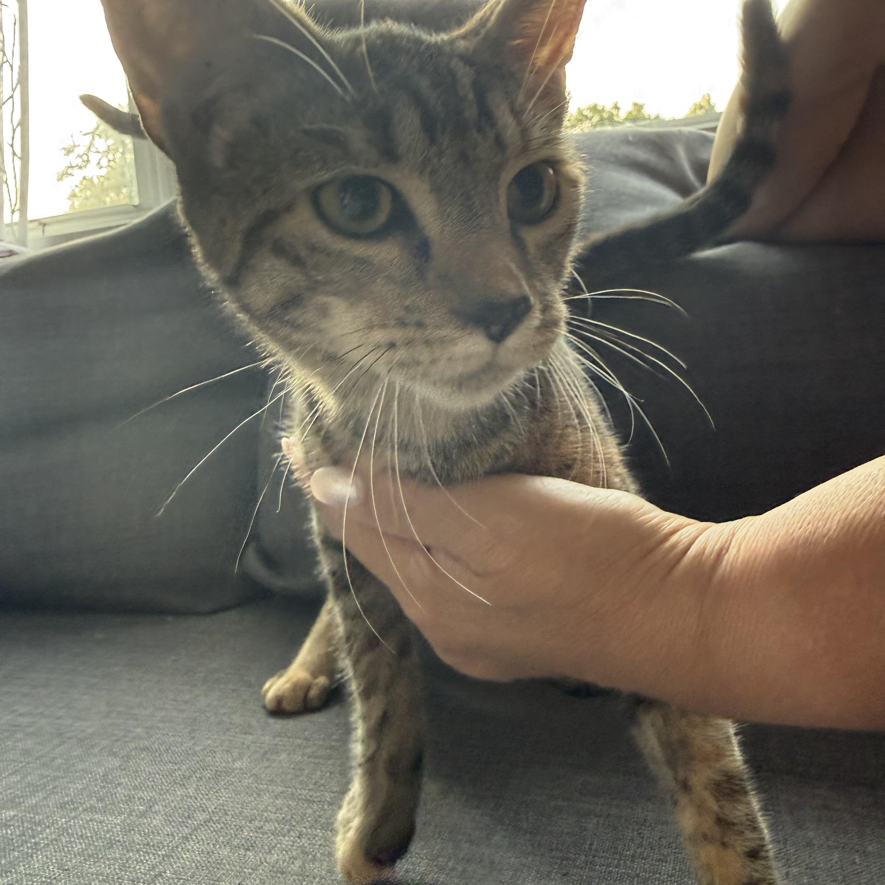 Enlarge Sydney, a Adopted Domestic Short Hair in Watchung, NJ image 2/4
