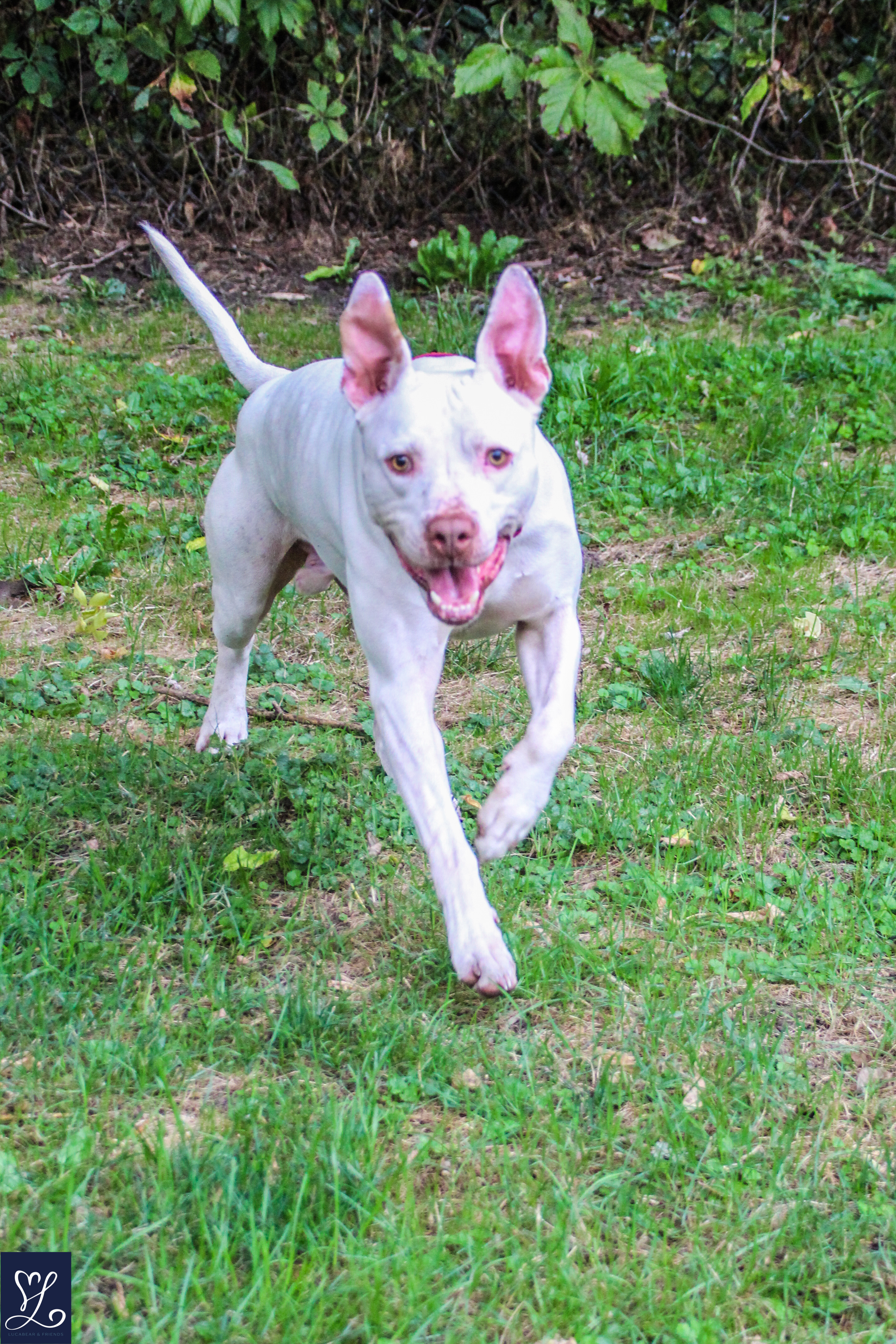 ICEE, a Adoptable mixed breed in Rochester, NY image 2/6