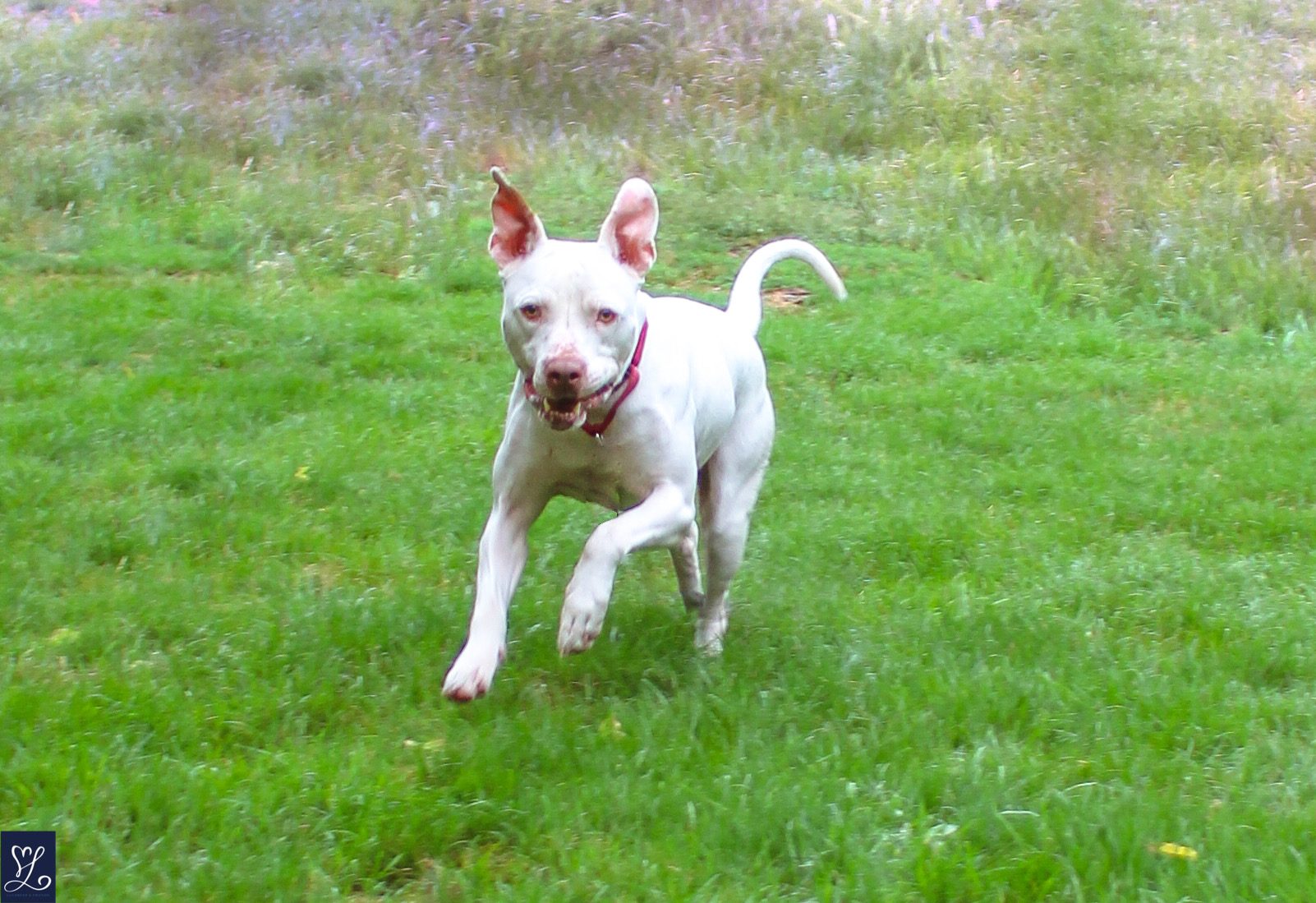 ICEE, a Adoptable mixed breed in Rochester, NY image 3/6