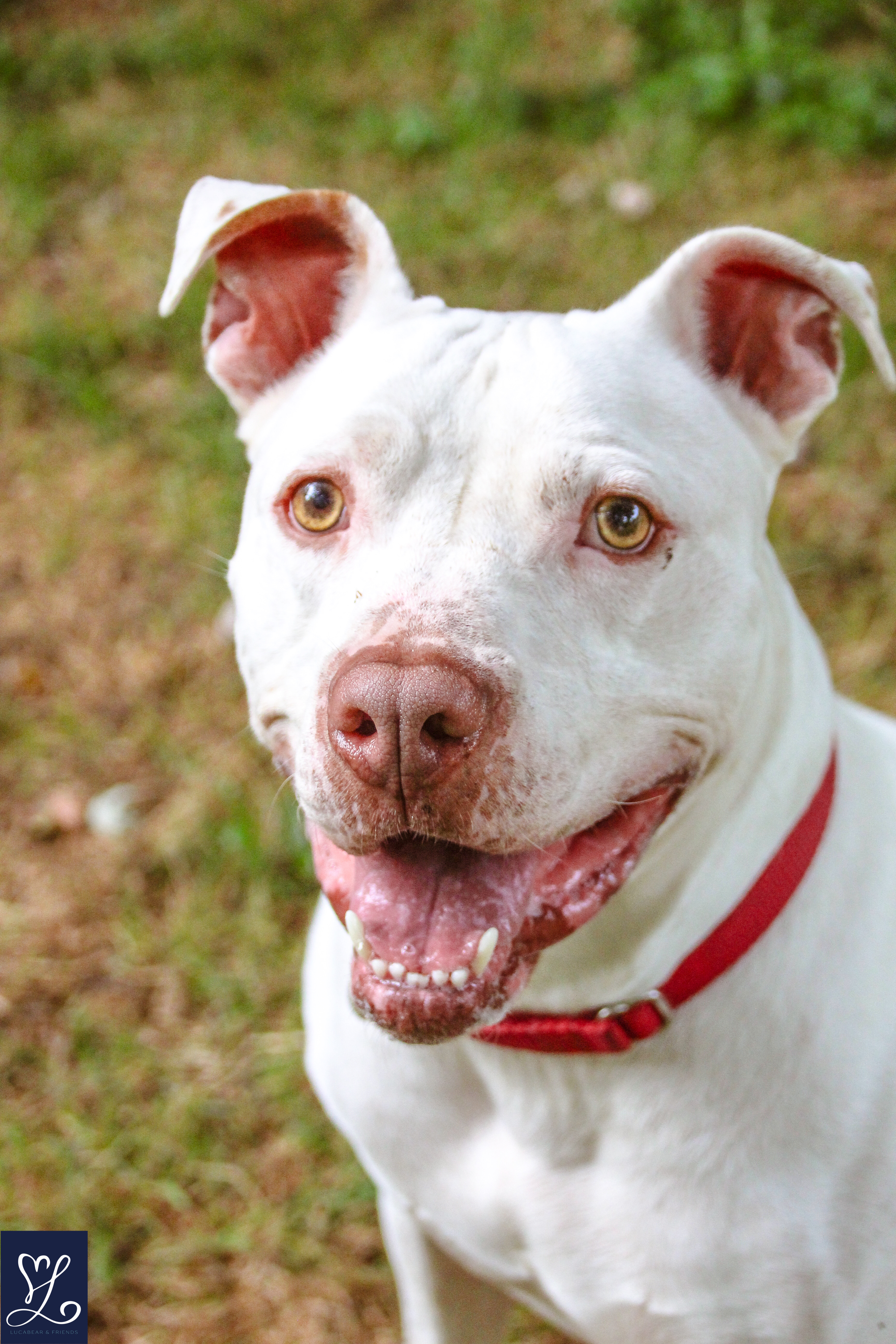 ICEE, Adoptable, Adult Male Pit Bull Terrier.