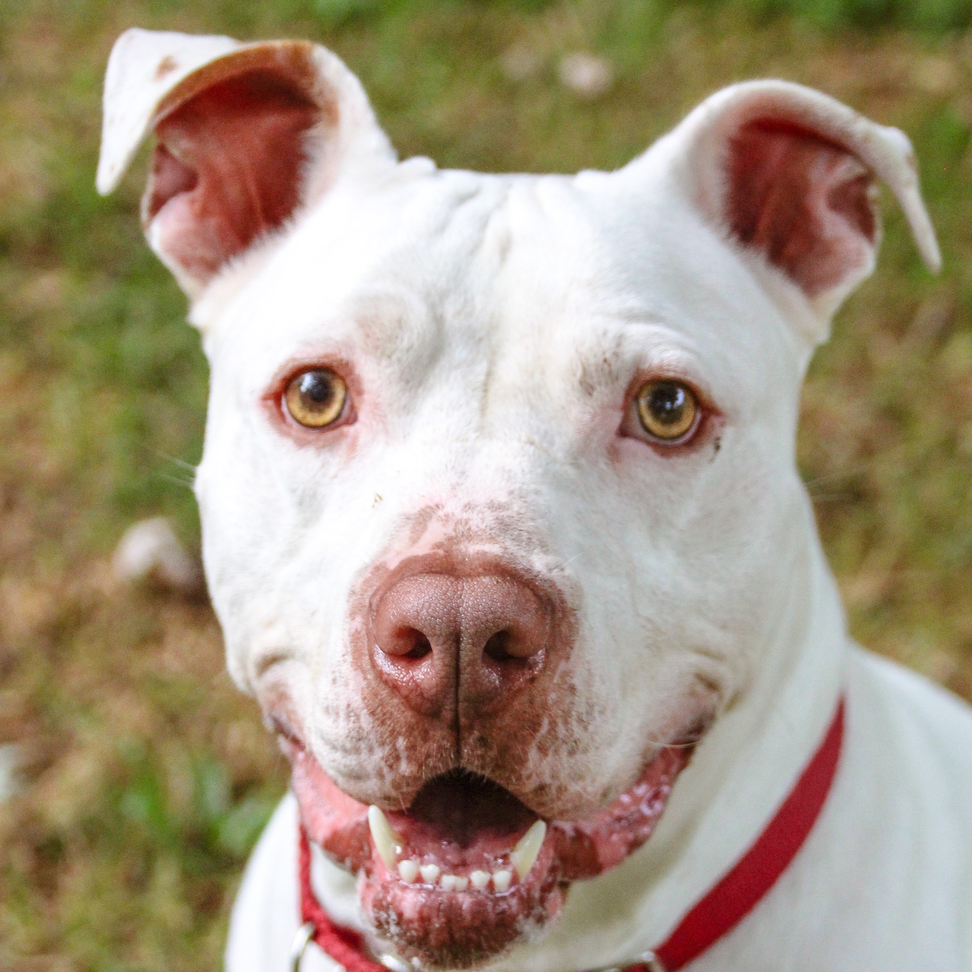 ICEE, a Adoptable mixed breed in Rochester, NY image 6/6