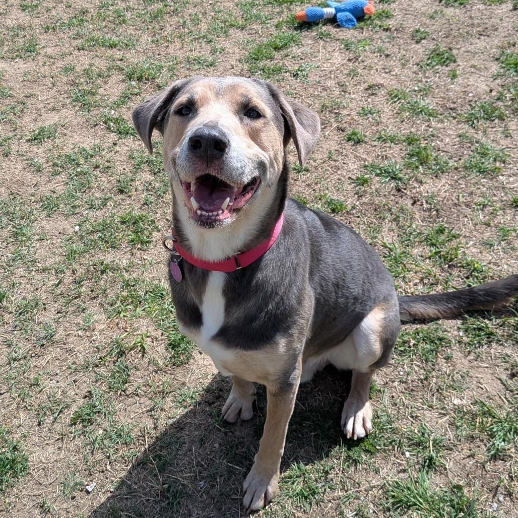 Enlarge Cooper, a Adoptable mixed breed in Tulsa, OK image 1/5