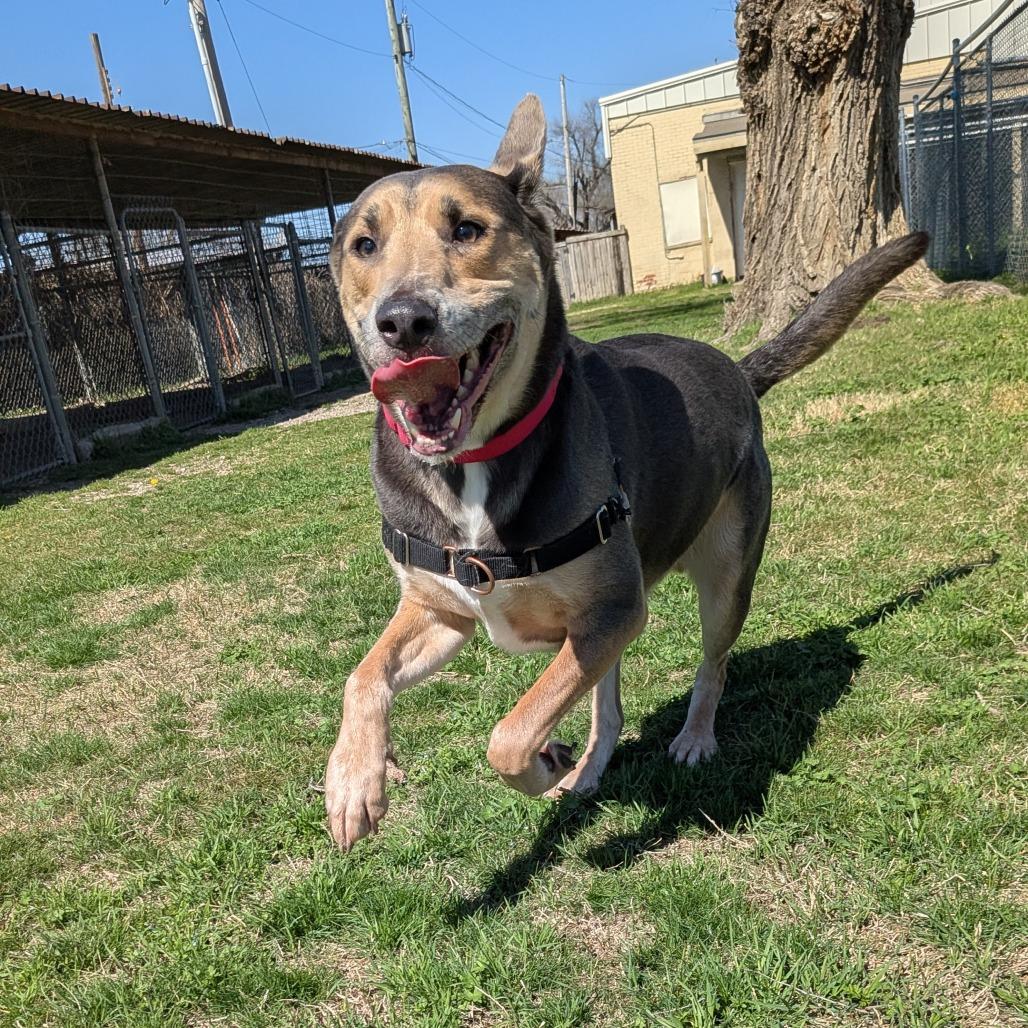 Enlarge Cooper, a Adoptable mixed breed in Tulsa, OK image 2/5