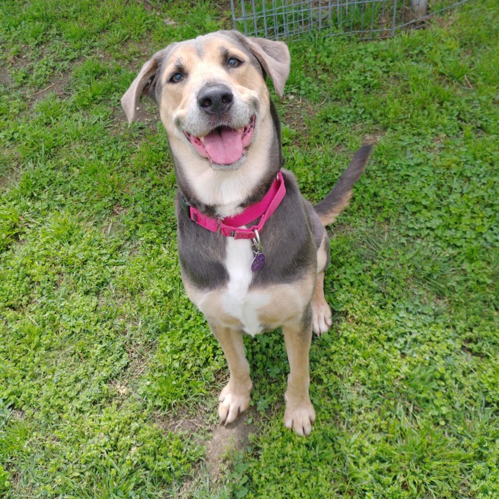 Enlarge Cooper, a Adoptable mixed breed in Tulsa, OK image 4/6