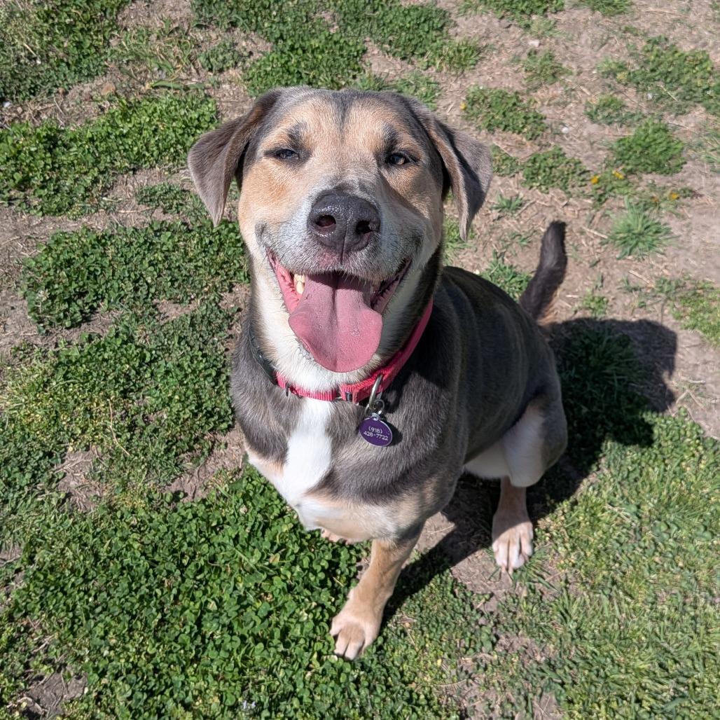 Enlarge Cooper, a Adoptable mixed breed in Tulsa, OK image 4/5
