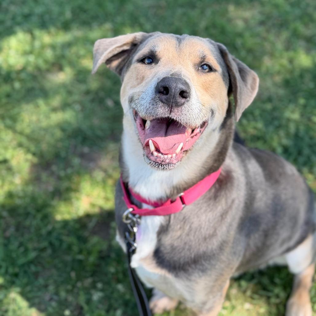 Enlarge Cooper, a Adoptable mixed breed in Tulsa, OK image 5/5