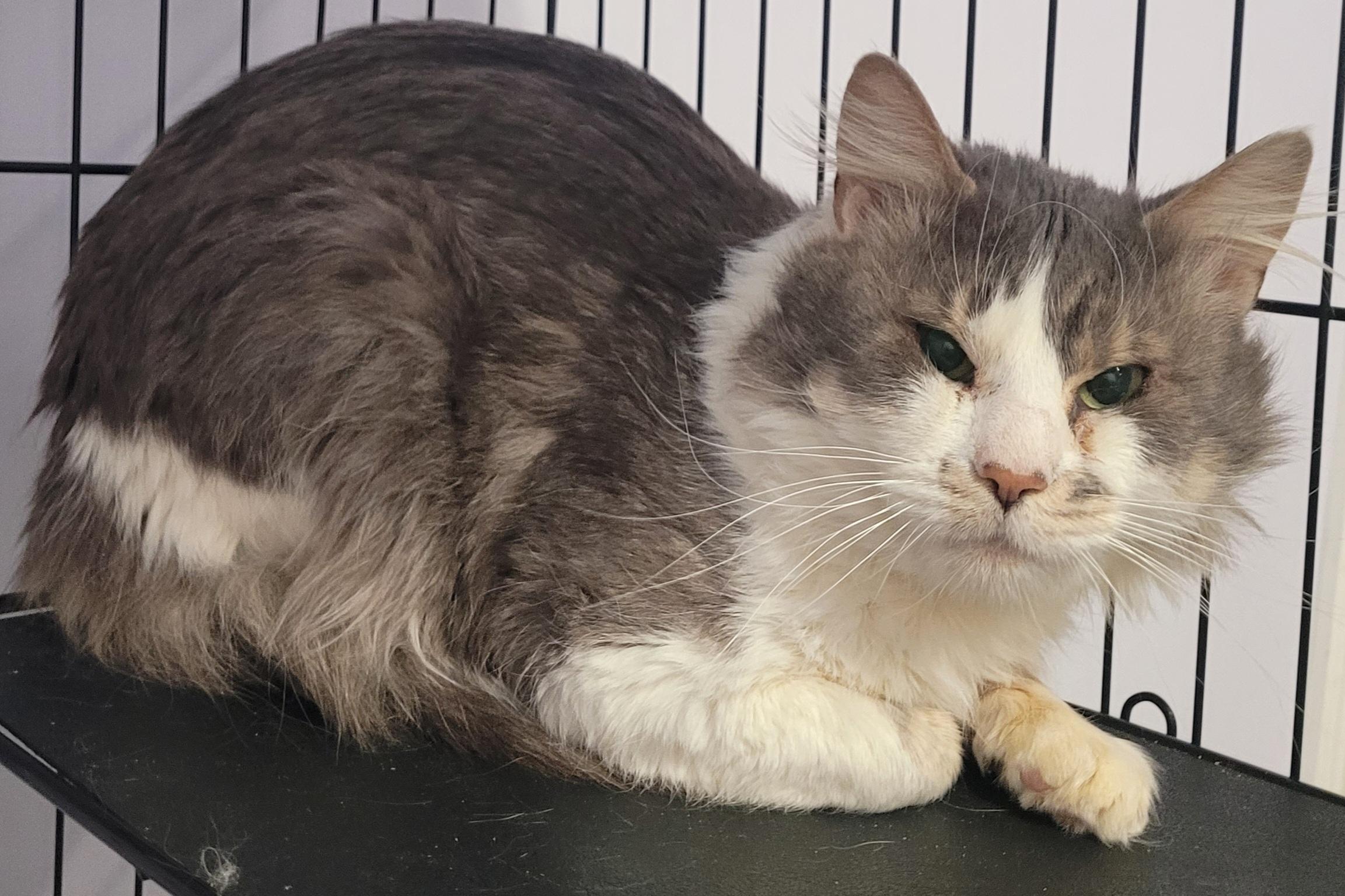 Enlarge Honkers! Quiet Kitty!, a ADOPTABLE Domestic Medium Hair in Meriden, CT image 4/6