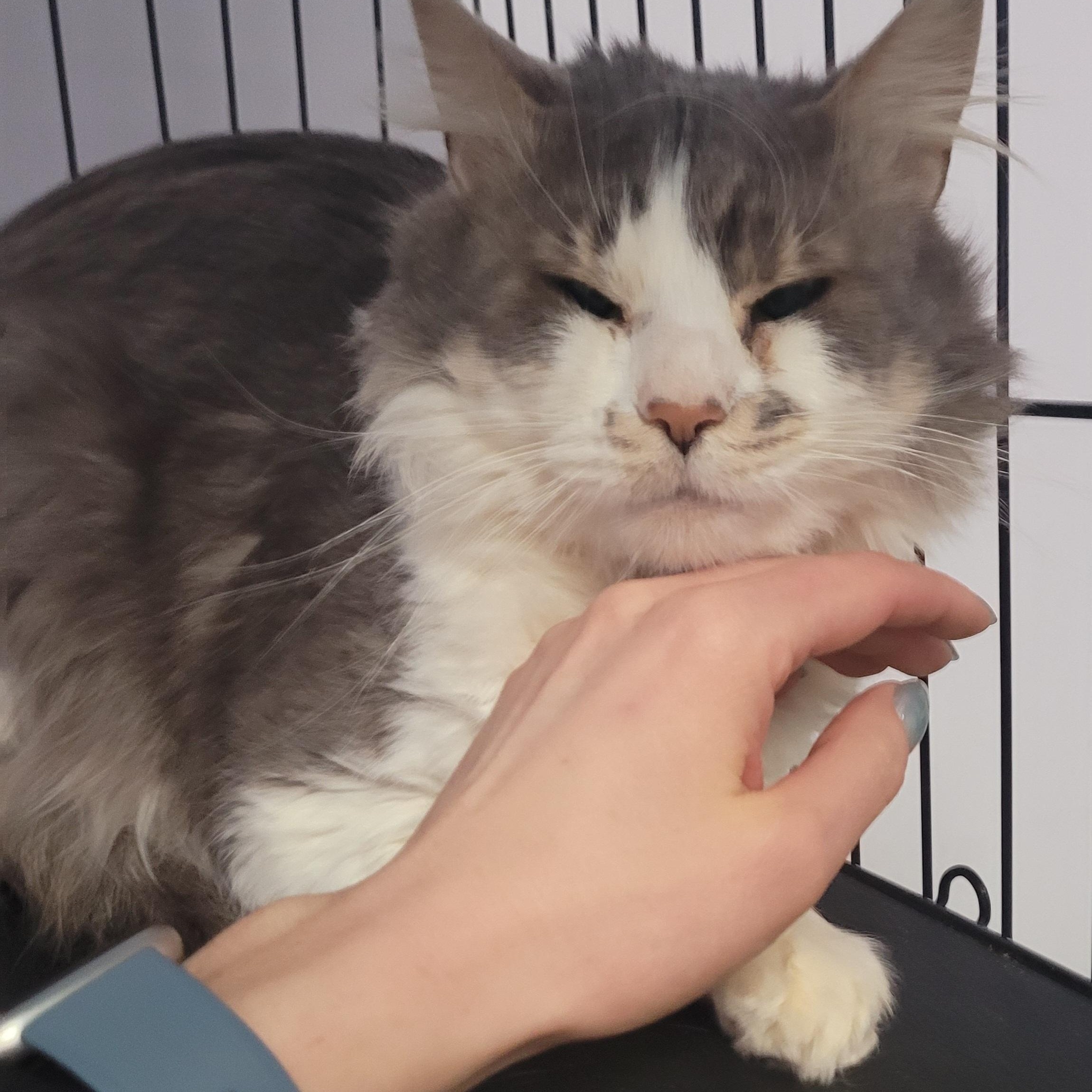 Enlarge Honkers! Quiet Kitty!, a ADOPTABLE Domestic Medium Hair in Meriden, CT image 3/6