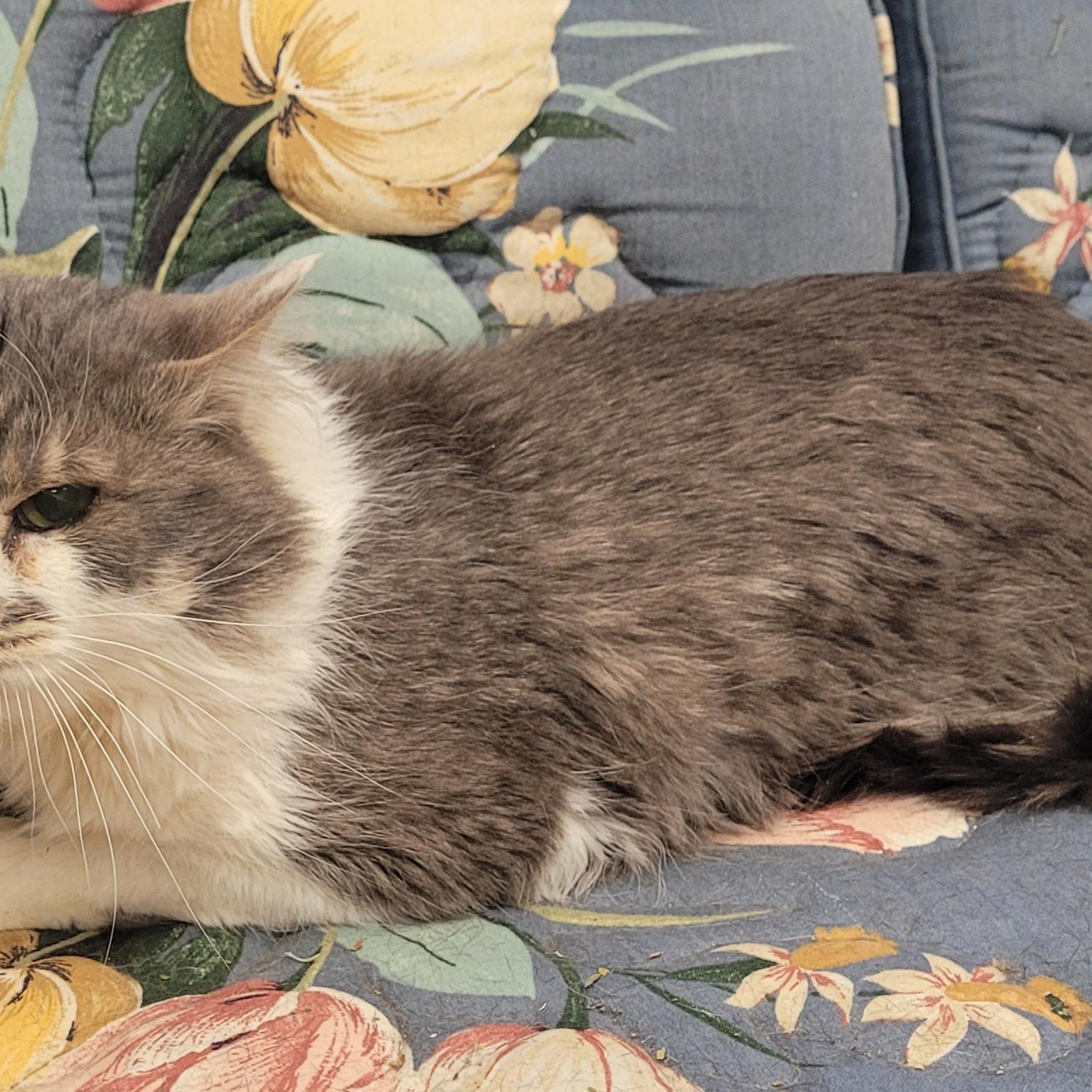 Enlarge Honkers! Quiet Kitty!, a ADOPTABLE Domestic Medium Hair in Meriden, CT image 6/6