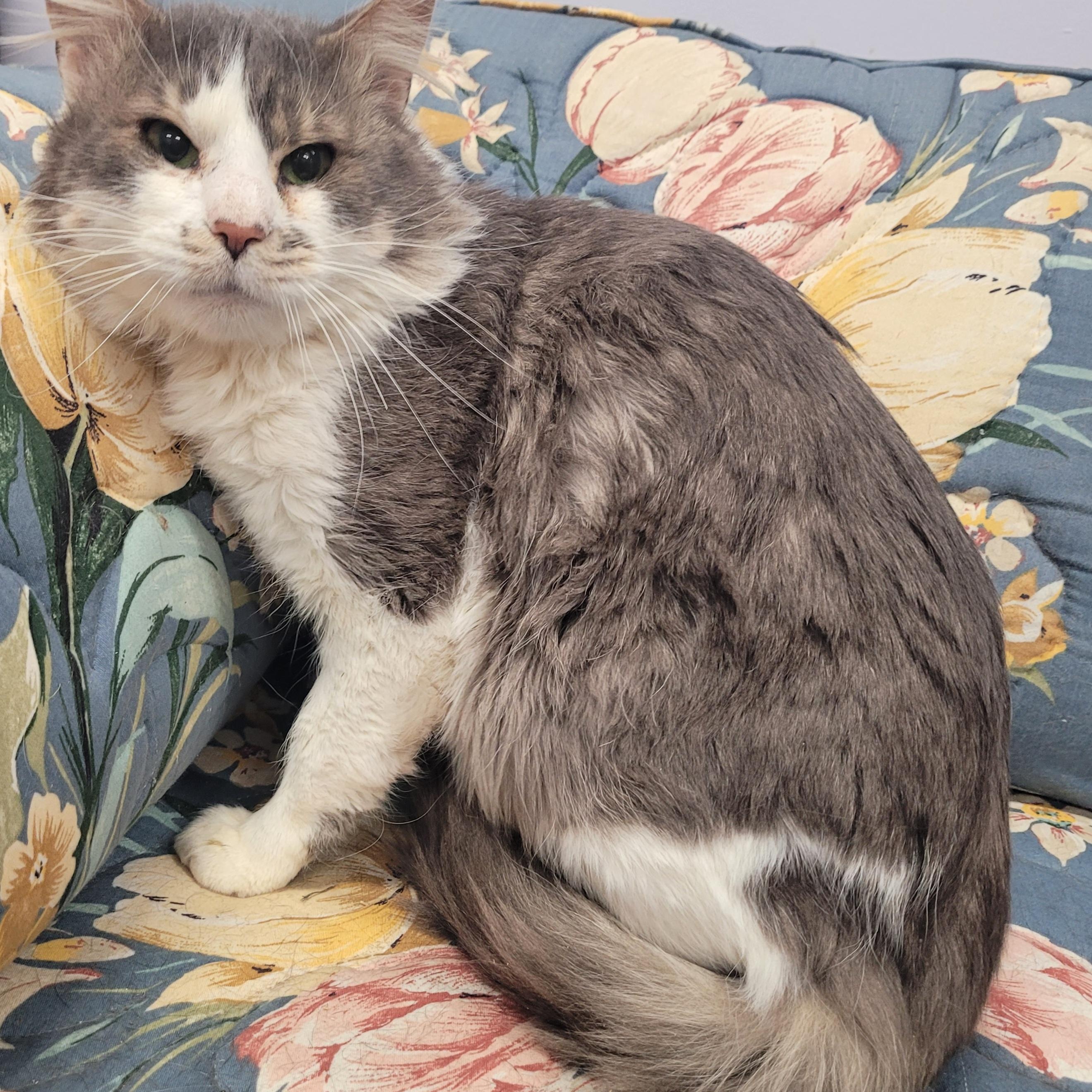 Honkers! Quiet Kitty!, ADOPTABLE, Adult Male Domestic Medium Hair.