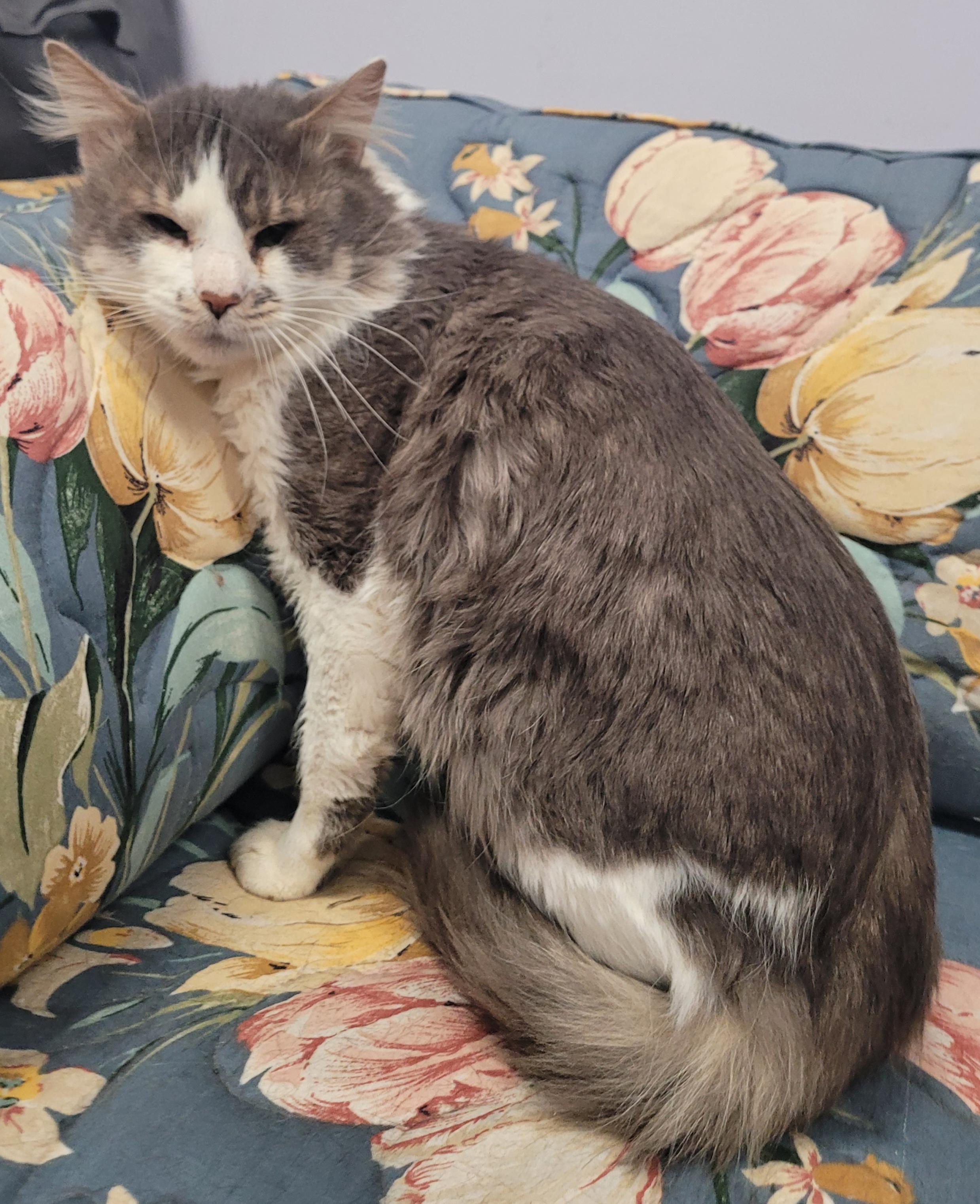 Enlarge Honkers! Quiet Kitty!, a ADOPTABLE Domestic Medium Hair in Meriden, CT image 2/6