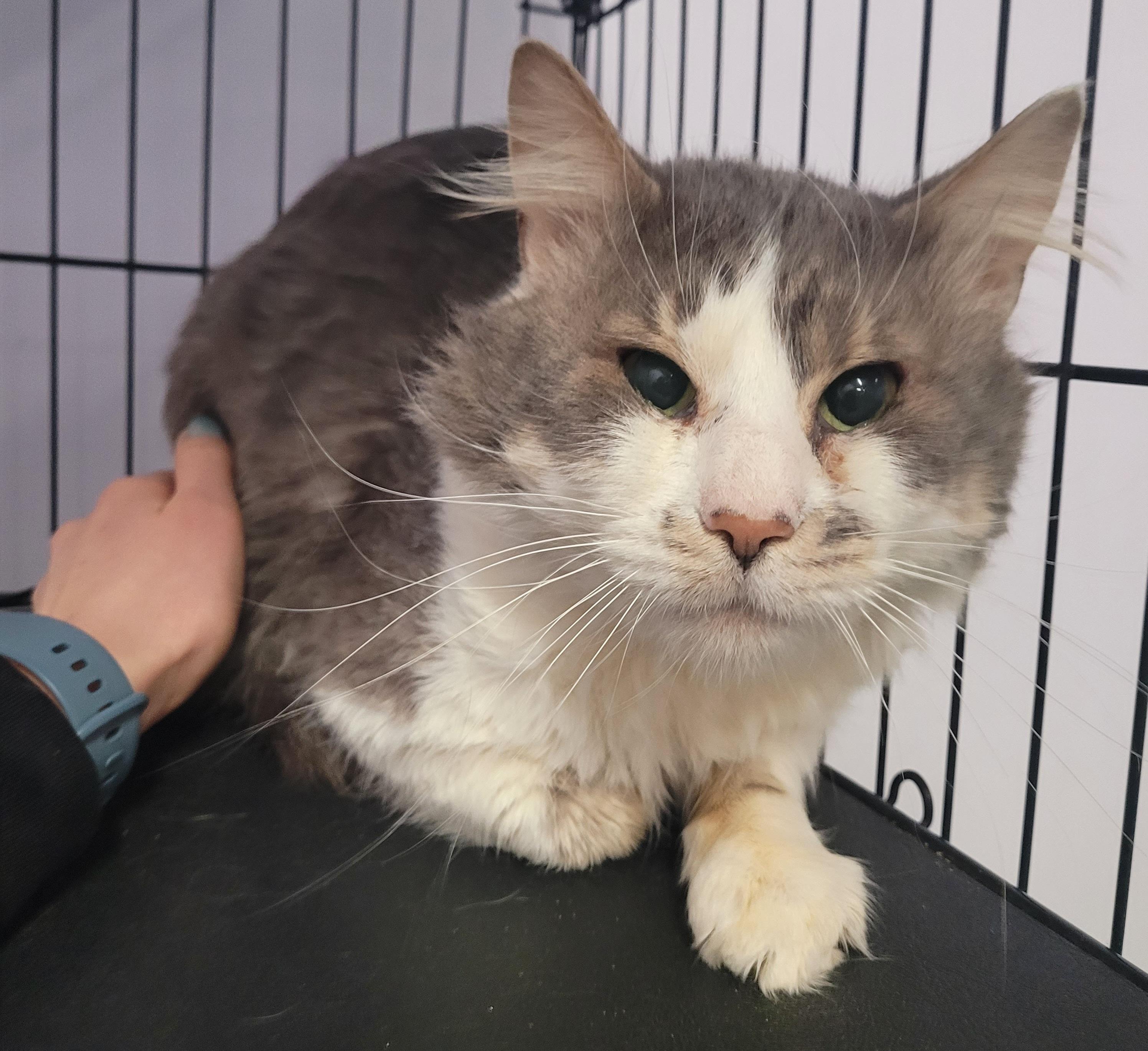 Enlarge Honkers! Quiet Kitty!, a ADOPTABLE Domestic Medium Hair in Meriden, CT image 5/6