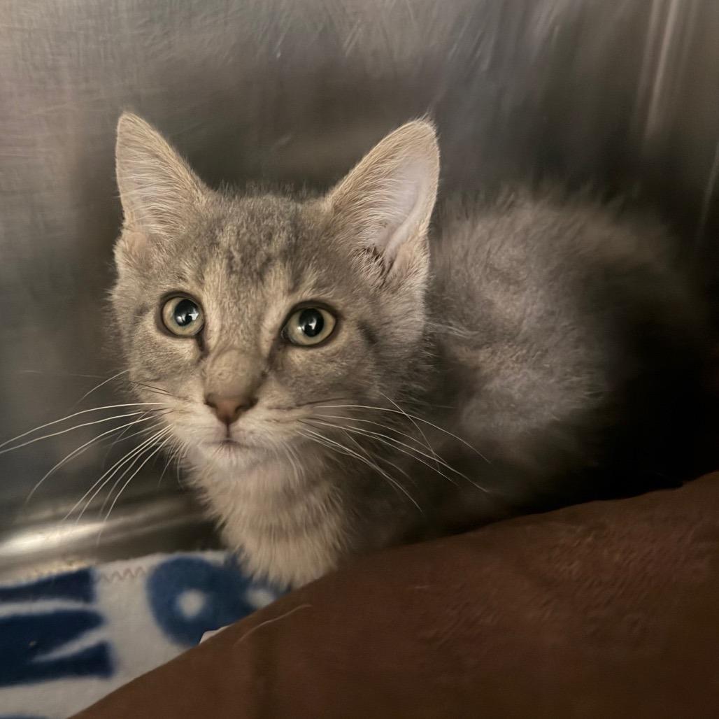 Winston, Adoptable, Kitten Male Domestic Short Hair.