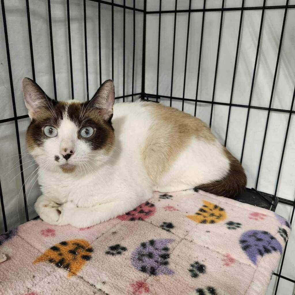 Snowball, ADOPTABLE, Adult Female Siamese.