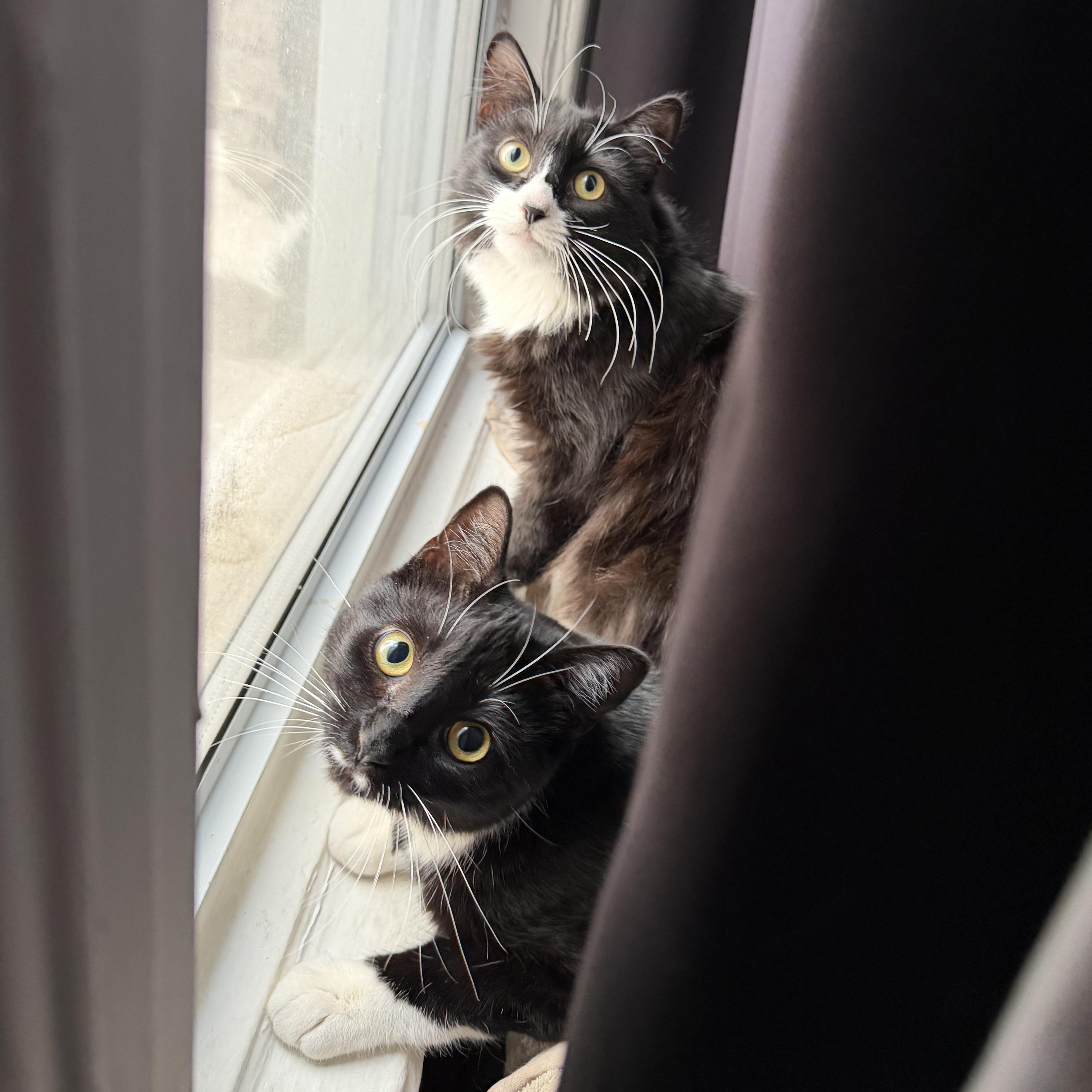 Pippa & Pascal (bonded siblings), a ADOPTABLE mixed breed in Ridgewood, NY image 1/6