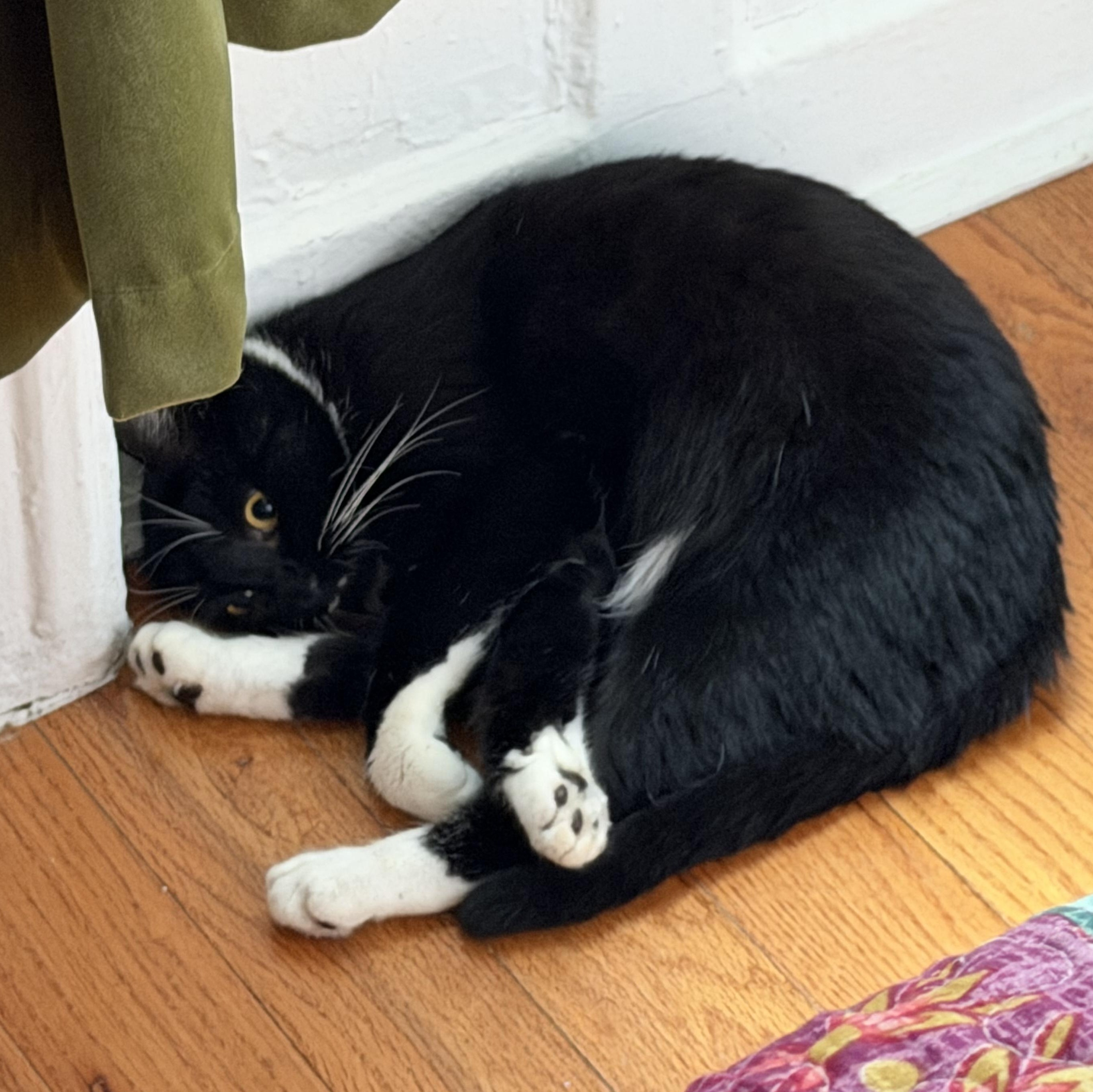 Pippa & Pascal (bonded siblings), a ADOPTABLE mixed breed in Ridgewood, NY image 4/6
