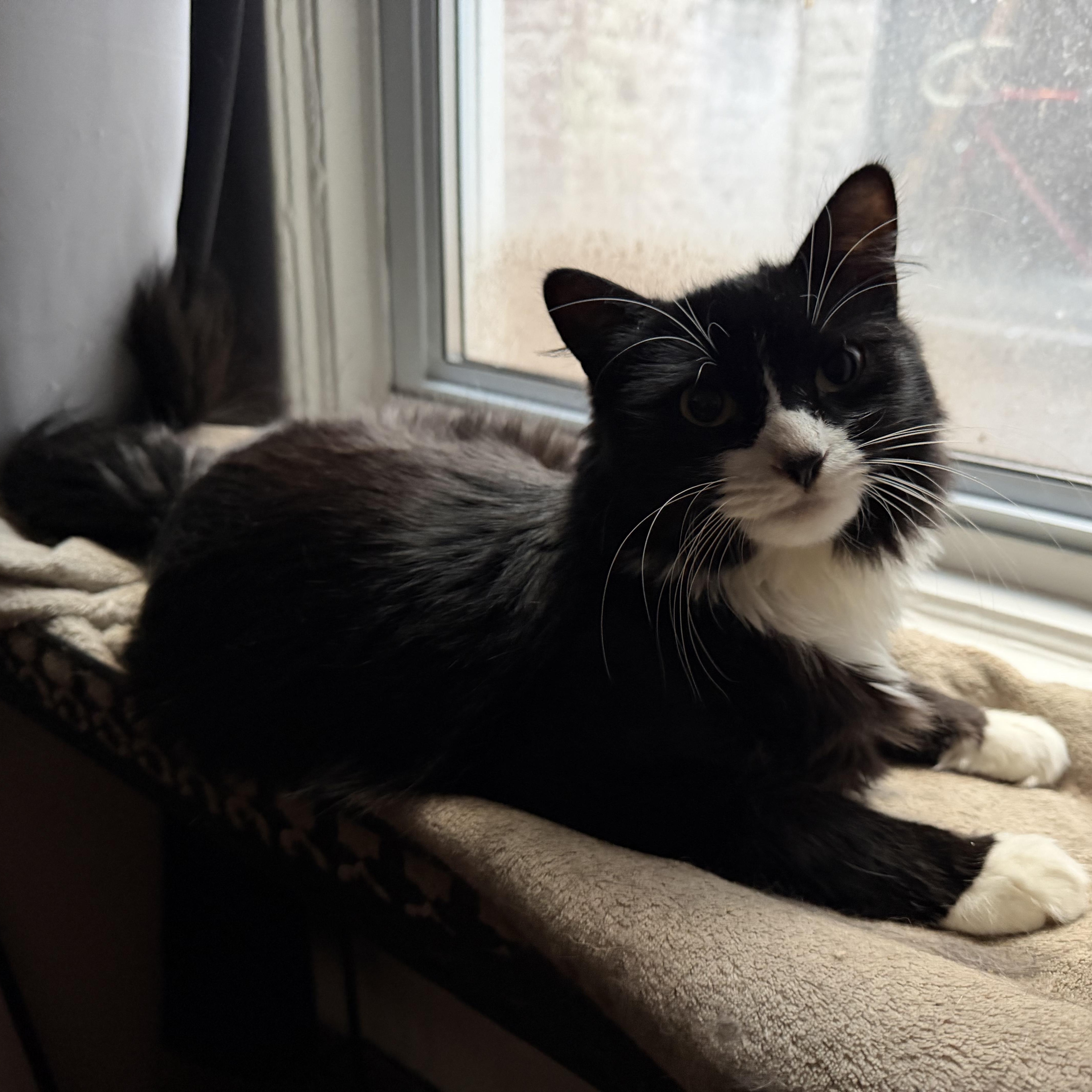 Pippa & Pascal (bonded siblings), a ADOPTABLE mixed breed in Ridgewood, NY image 6/6