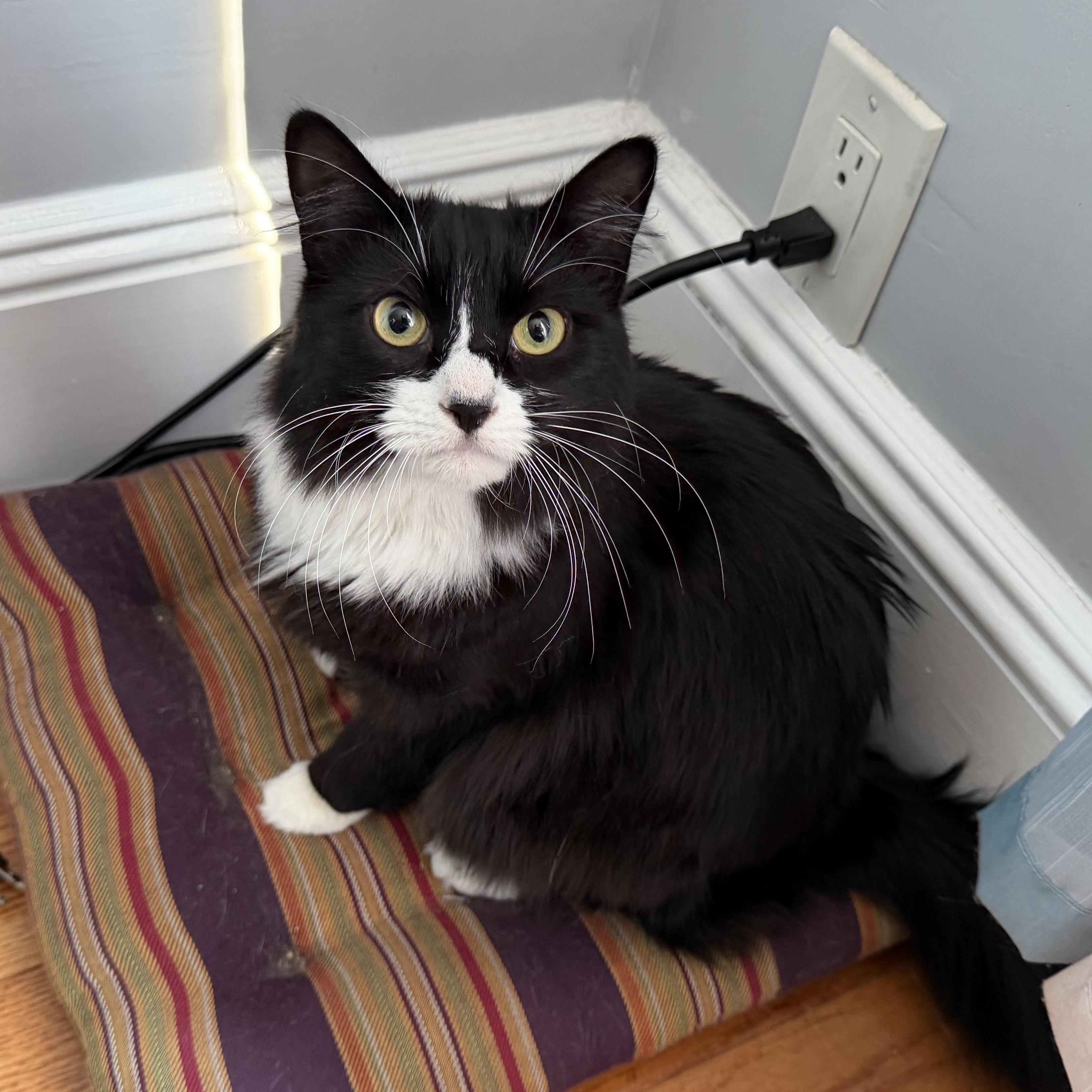 Pippa & Pascal (bonded siblings), a ADOPTABLE mixed breed in Ridgewood, NY image 5/6