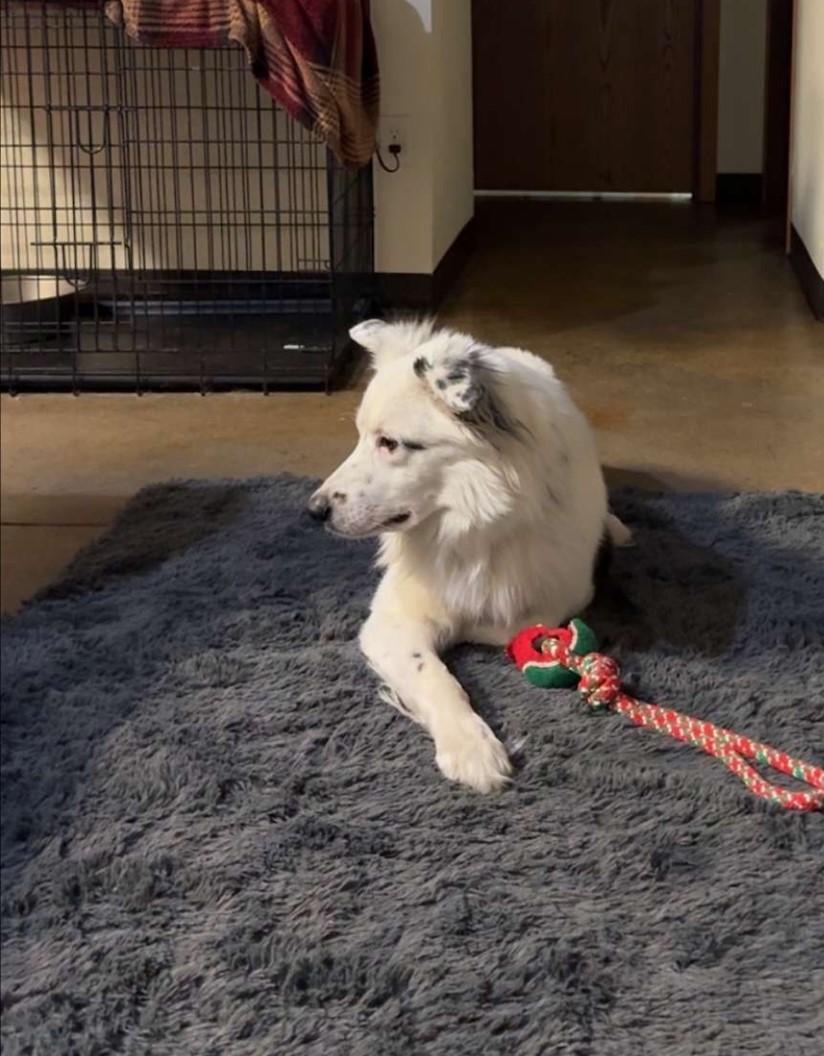 Diesel, an adoptable Australian Shepherd in Dickinson, ND, 58601 | Photo Image 3