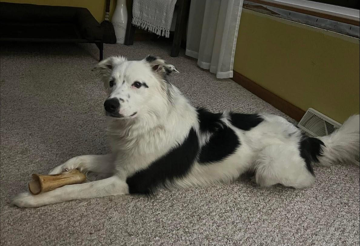 Diesel, an adoptable Australian Shepherd in Dickinson, ND, 58601 | Photo Image 2