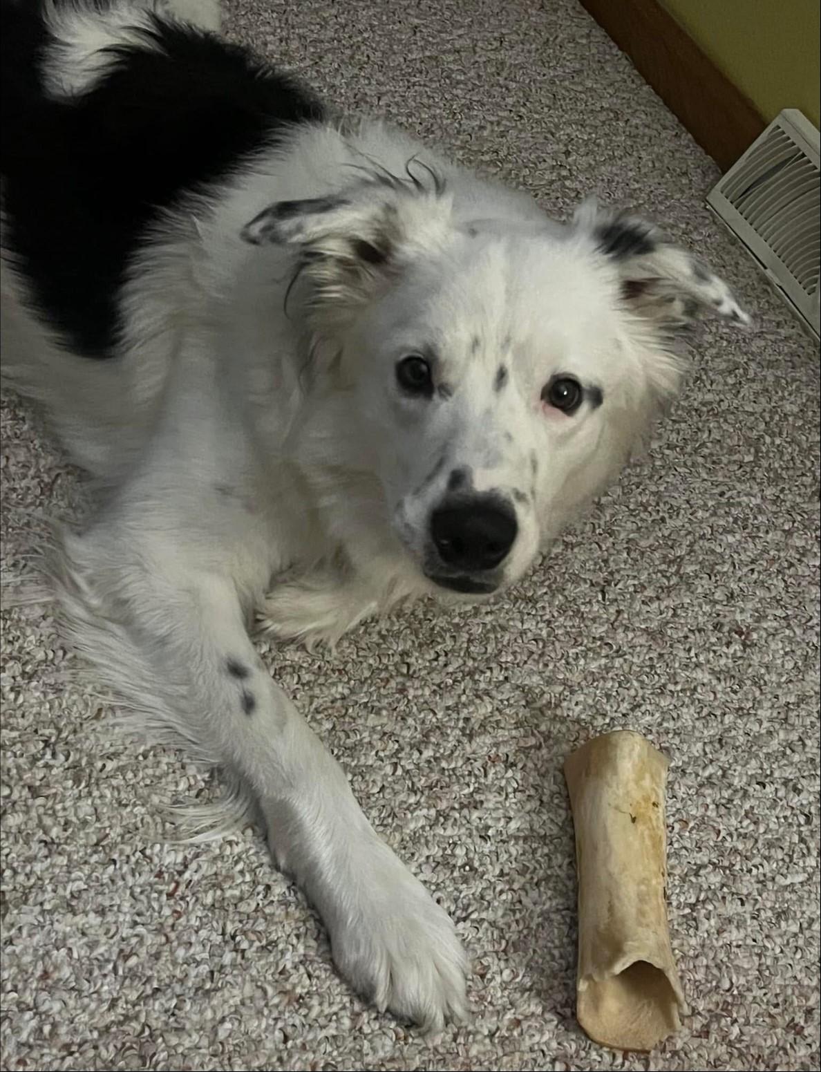 Diesel, an adoptable Australian Shepherd in Dickinson, ND, 58601 | Photo Image 1
