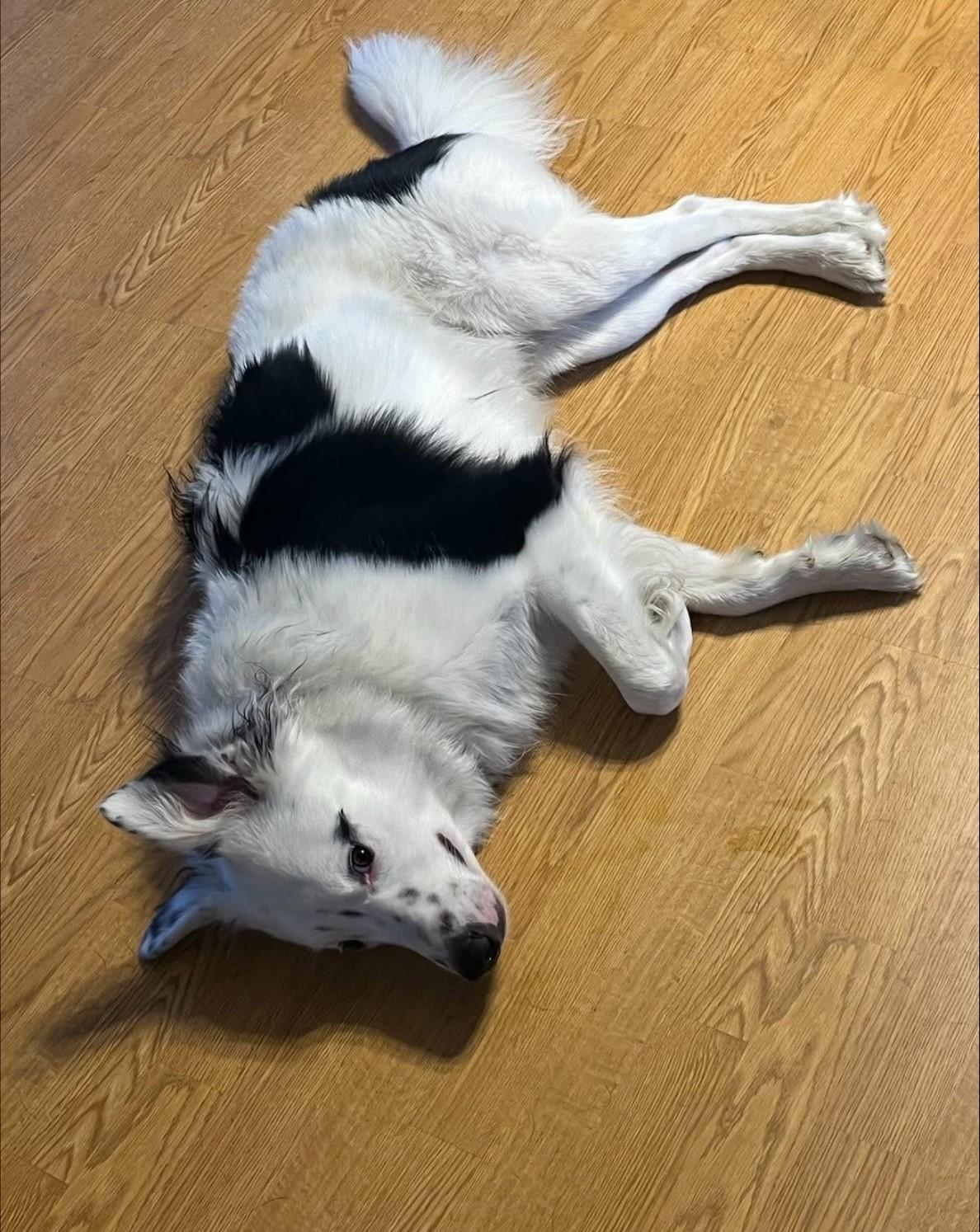 Diesel, an adoptable Australian Shepherd in Dickinson, ND, 58601 | Photo Image 4