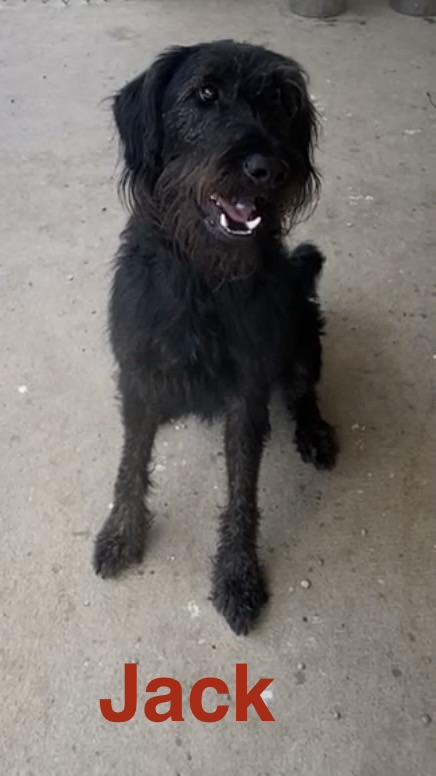 Jack, an adopted mixed breed in Pomeroy, OH image 2/6