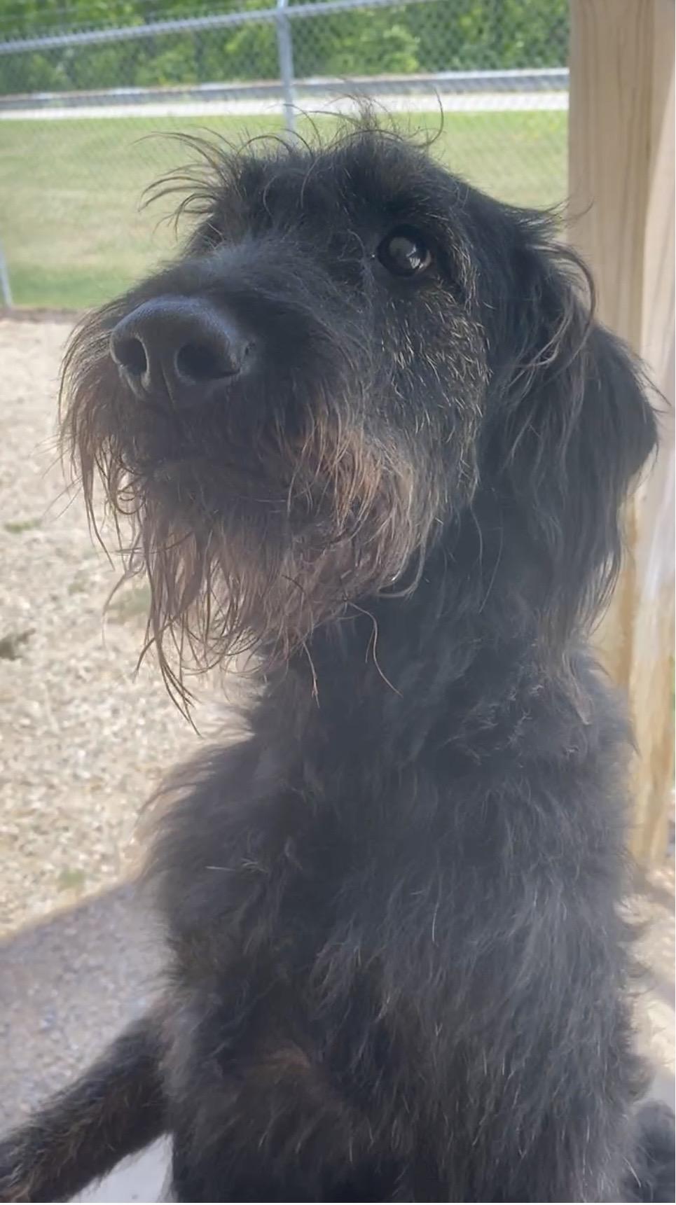 Jack, an adopted mixed breed in Pomeroy, OH image 5/6