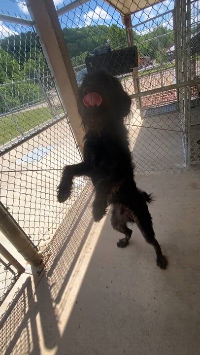 Enlarge Jack, an adopted mixed breed in Pomeroy, OH video 6/6