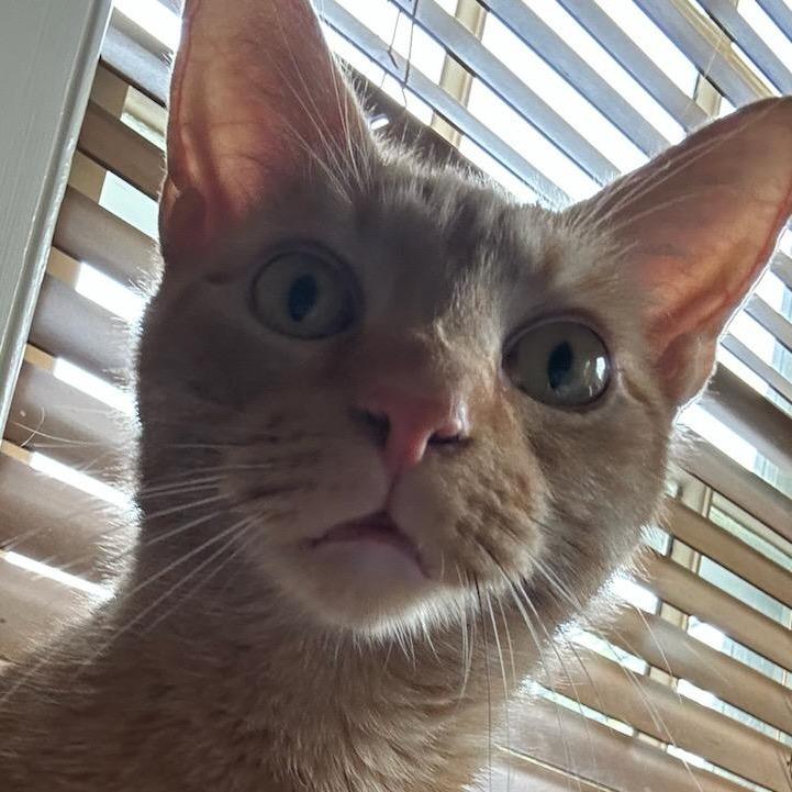 Milo, Adoptable, Adult Male Domestic Short Hair.