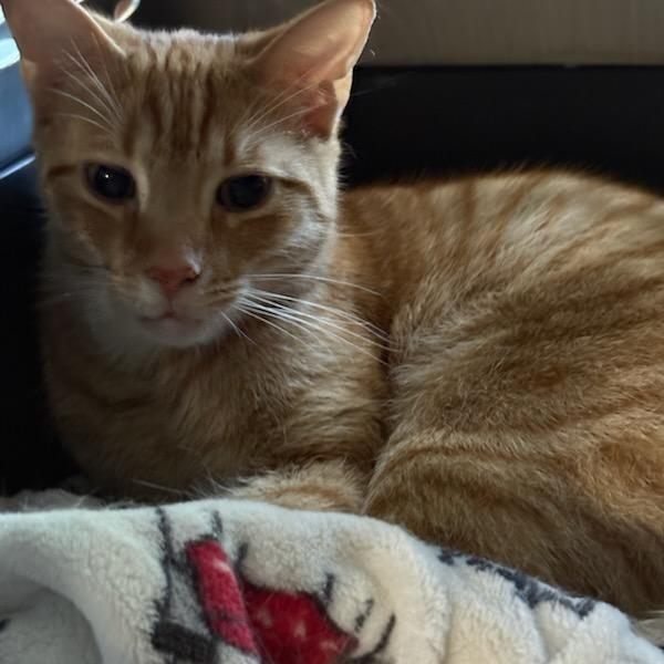 Enlarge Milo, a Adoptable Domestic Short Hair in Danbury, CT image 2/3