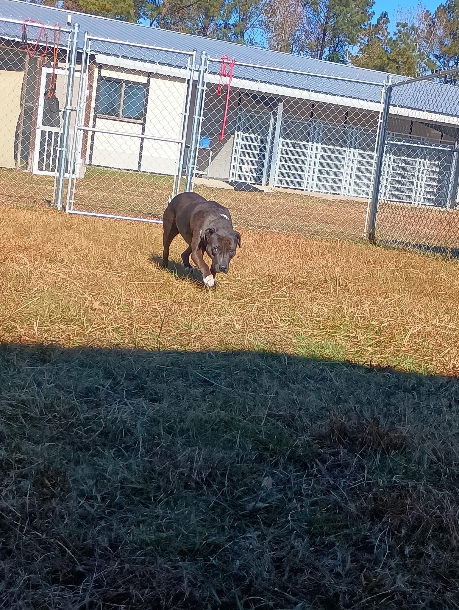 Enlarge Roxanne, a Adoptable mixed breed in Granby, CT image 3/3