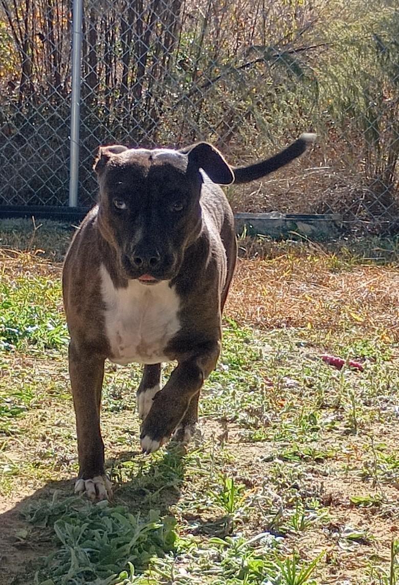 Enlarge Roxanne, a Adoptable mixed breed in Granby, CT image 2/3