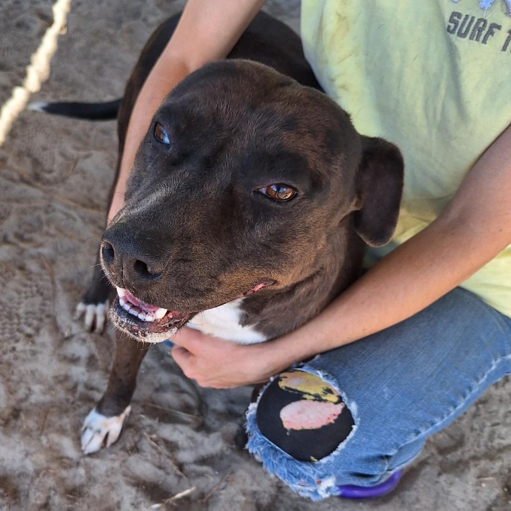 Enlarge Roxanne, a Adoptable mixed breed in Granby, CT image 1/3