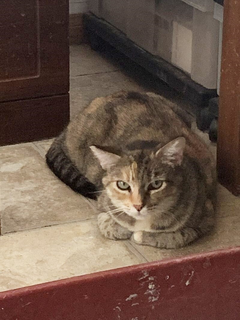 Honeybun, an adoptable Domestic Short Hair & Dilute Calico Mix in Mission Viejo, CA_image-1