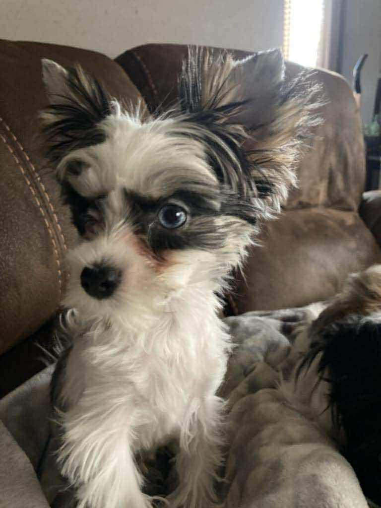 Spike, Adopted, Young Male Yorkshire Terrier.