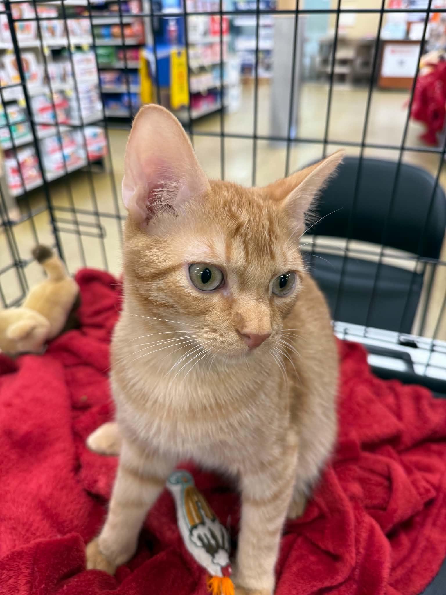 Enlarge Ranger, a Adoptable Domestic Short Hair in Barrington Hills, IL image 4/4