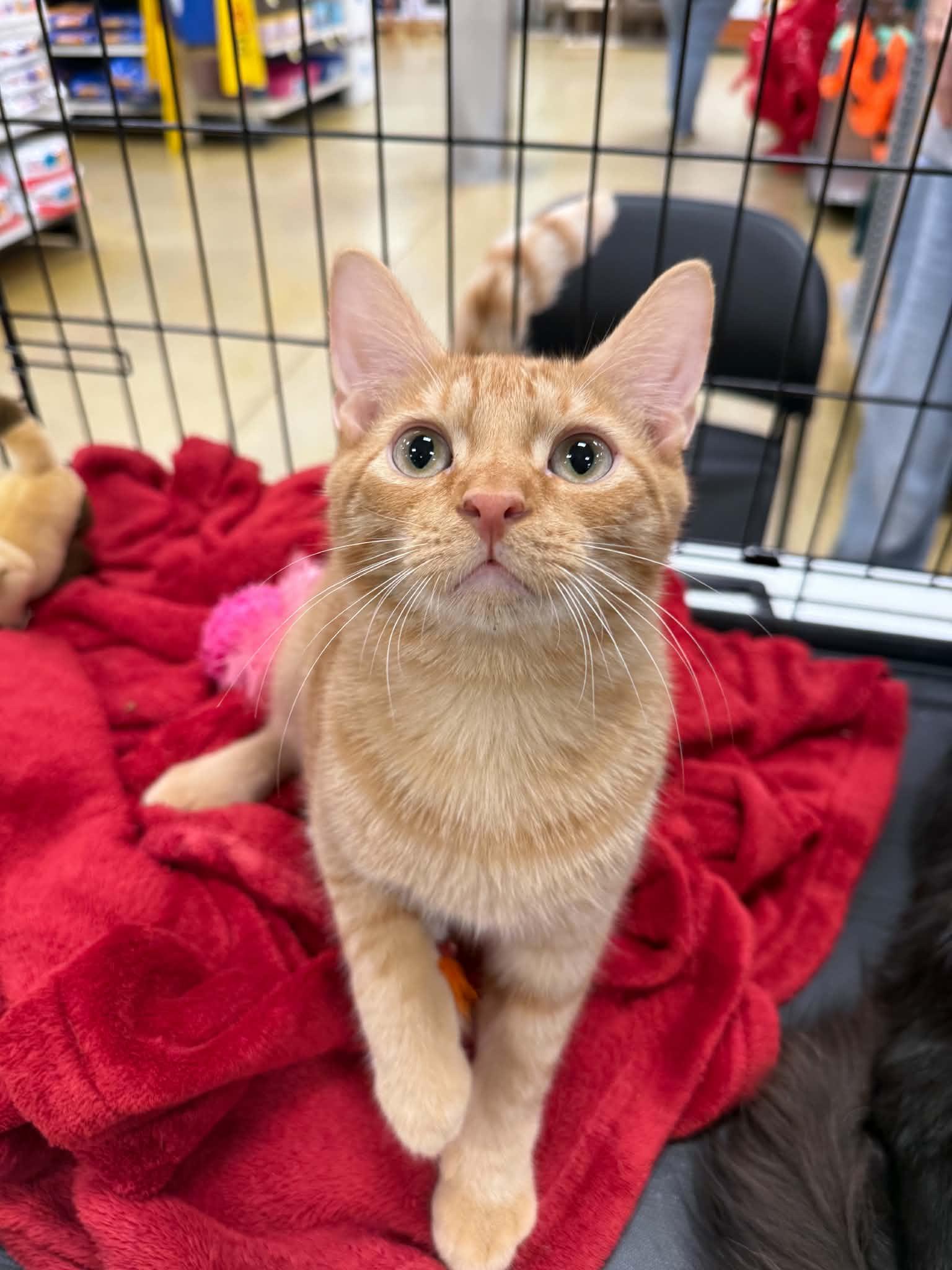 Enlarge Ranger, a Adoptable Domestic Short Hair in Barrington Hills, IL image 3/4