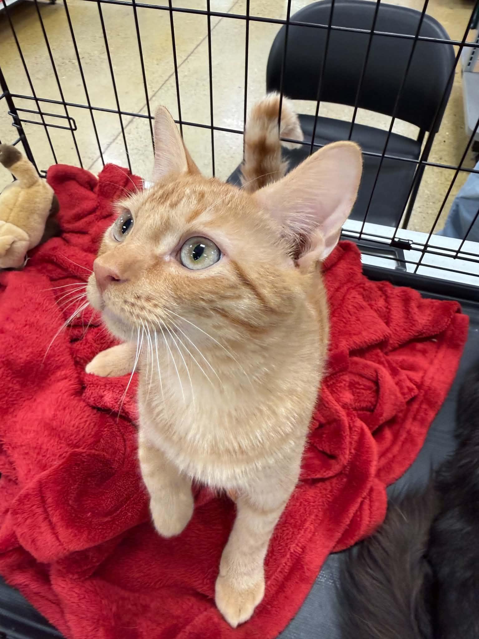 Enlarge Ranger, a Adoptable Domestic Short Hair in Barrington Hills, IL image 2/4