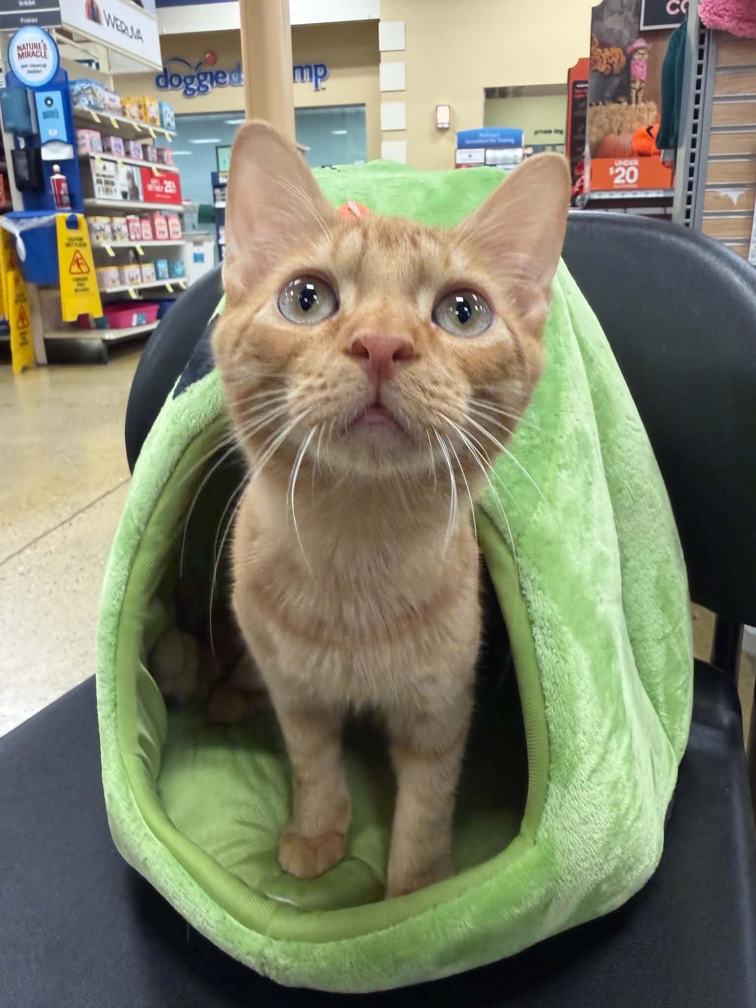Enlarge Ranger, a Adoptable Domestic Short Hair in Barrington Hills, IL image 1/4