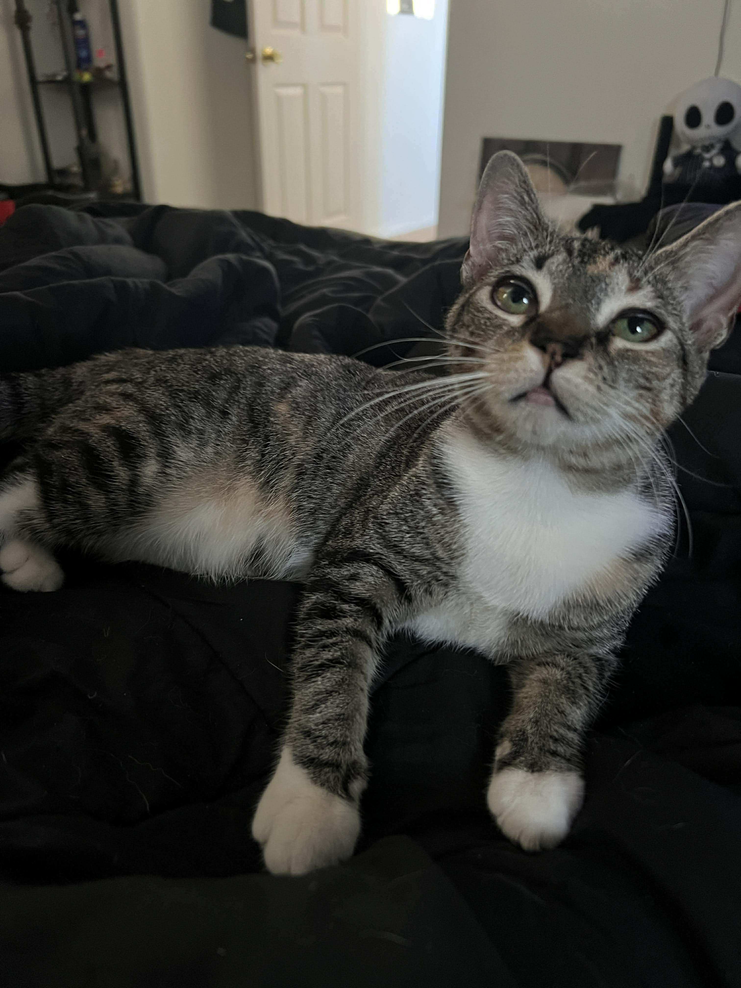 Enlarge Persephone, a ADOPTABLE Domestic Short Hair in San Diego, CA image 1/5