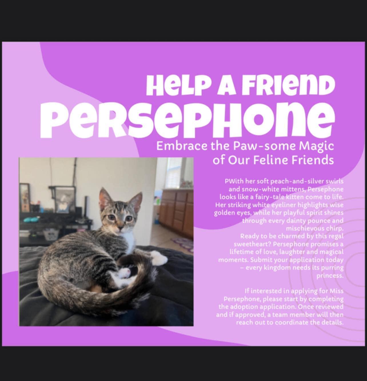 Enlarge Persephone, a ADOPTABLE Domestic Short Hair in San Diego, CA image 2/5