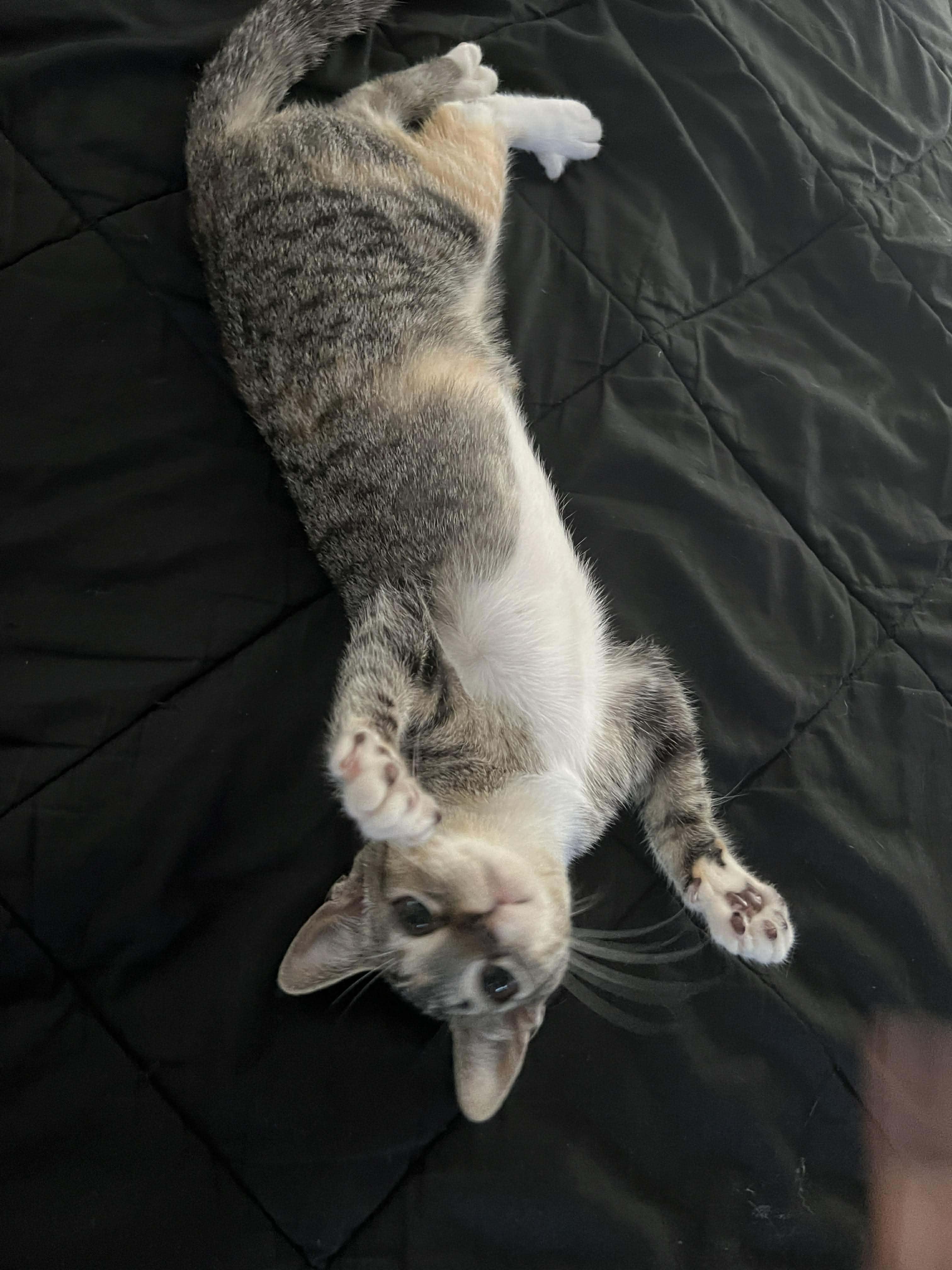 Enlarge Persephone, a ADOPTABLE Domestic Short Hair in San Diego, CA image 3/5