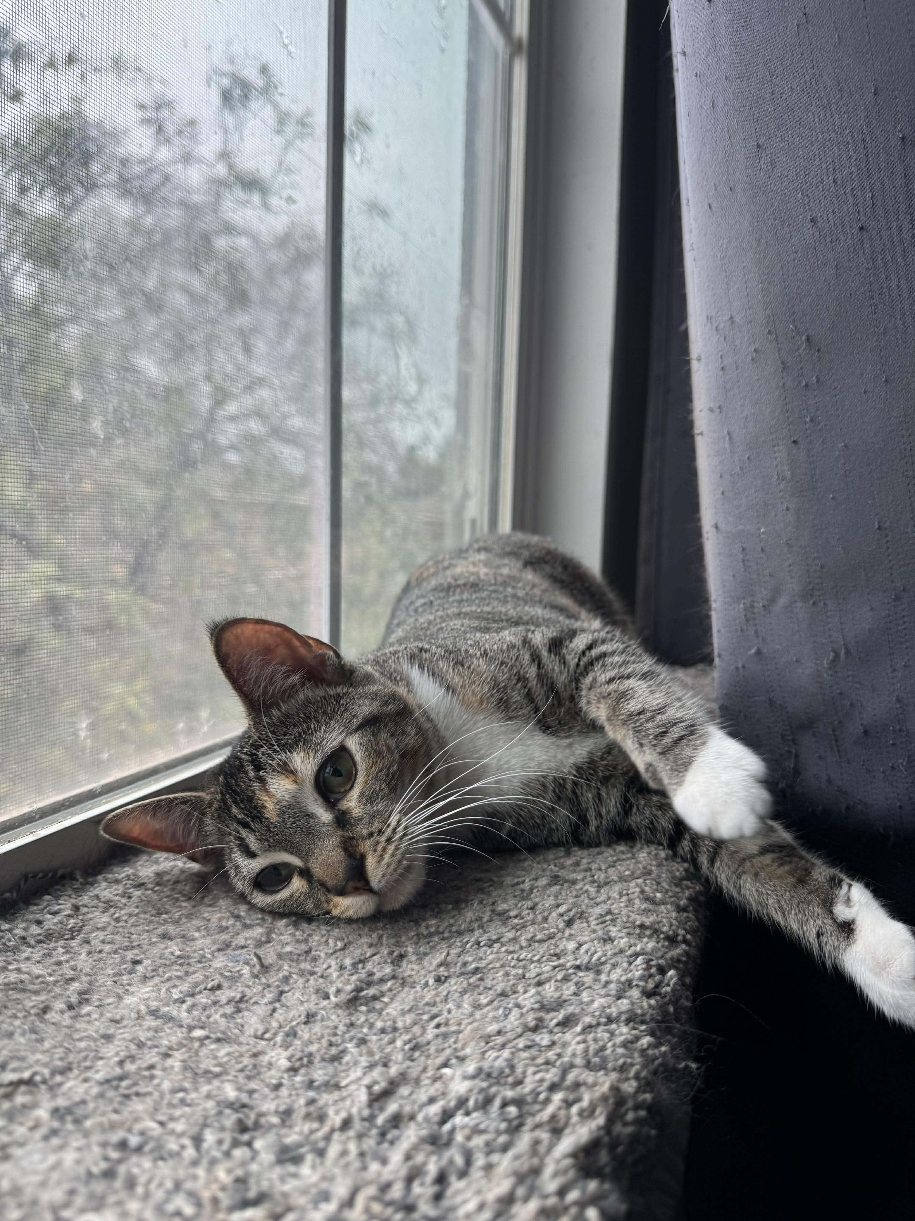Persephone, adopted, Young Female Domestic Short Hair.