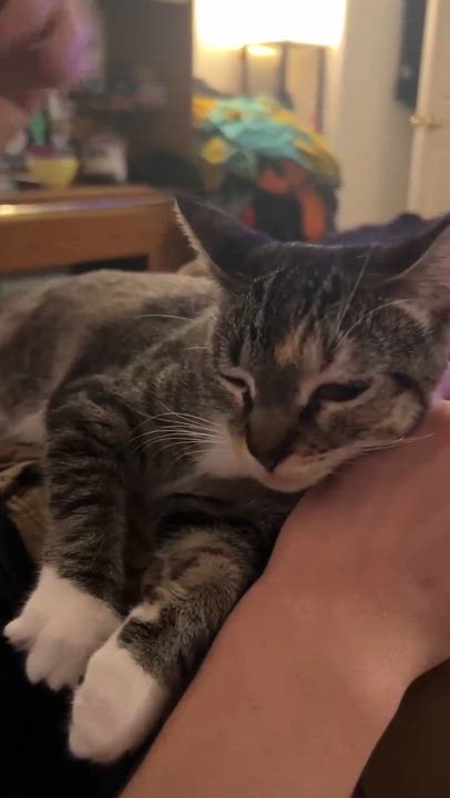 Enlarge Persephone, a ADOPTABLE Domestic Short Hair in San Diego, CA video 5/5